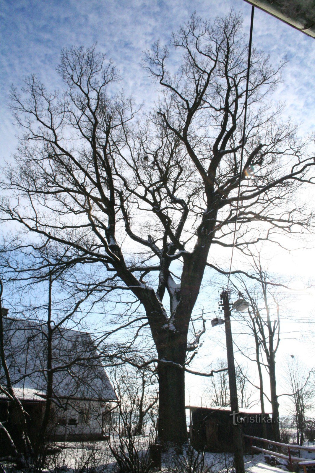 Bezděkovský oak