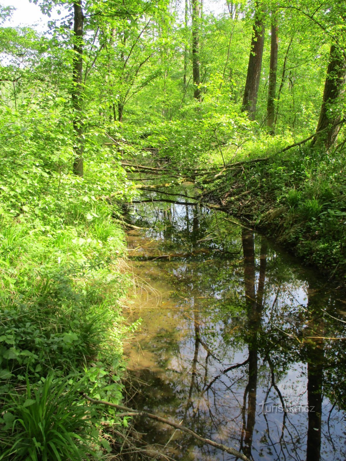 Namenloser Nebenfluss des Baches Libníkovický in Kaltouz (Černilov, 11.5.2020)