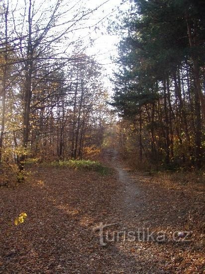 Bezručuv vrch: un camino a lo largo del camino hacia el erizo Radim y Zátor