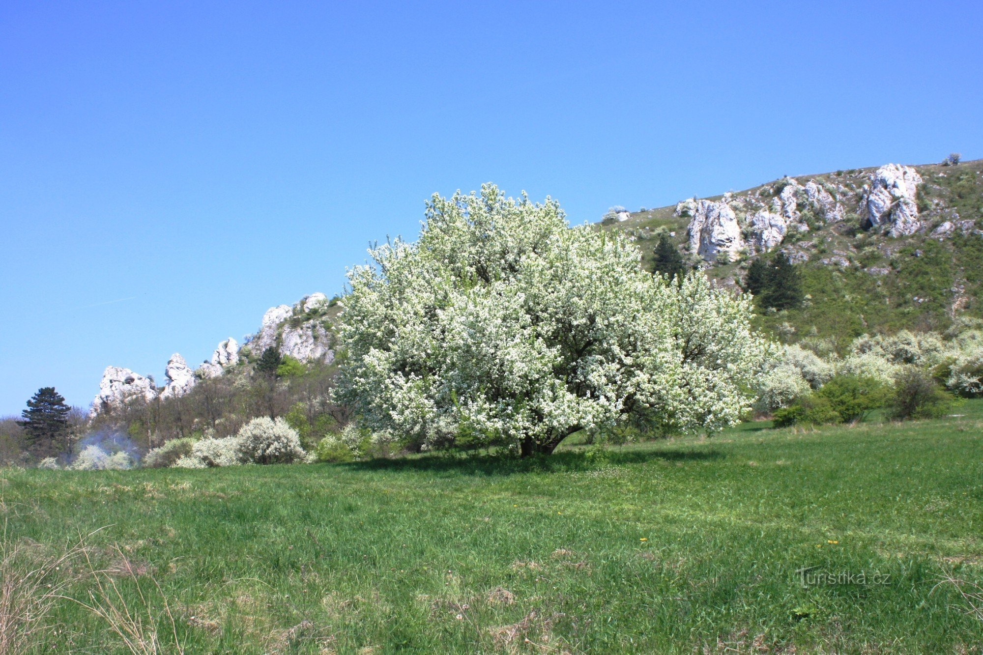 Princesa blanca en flor