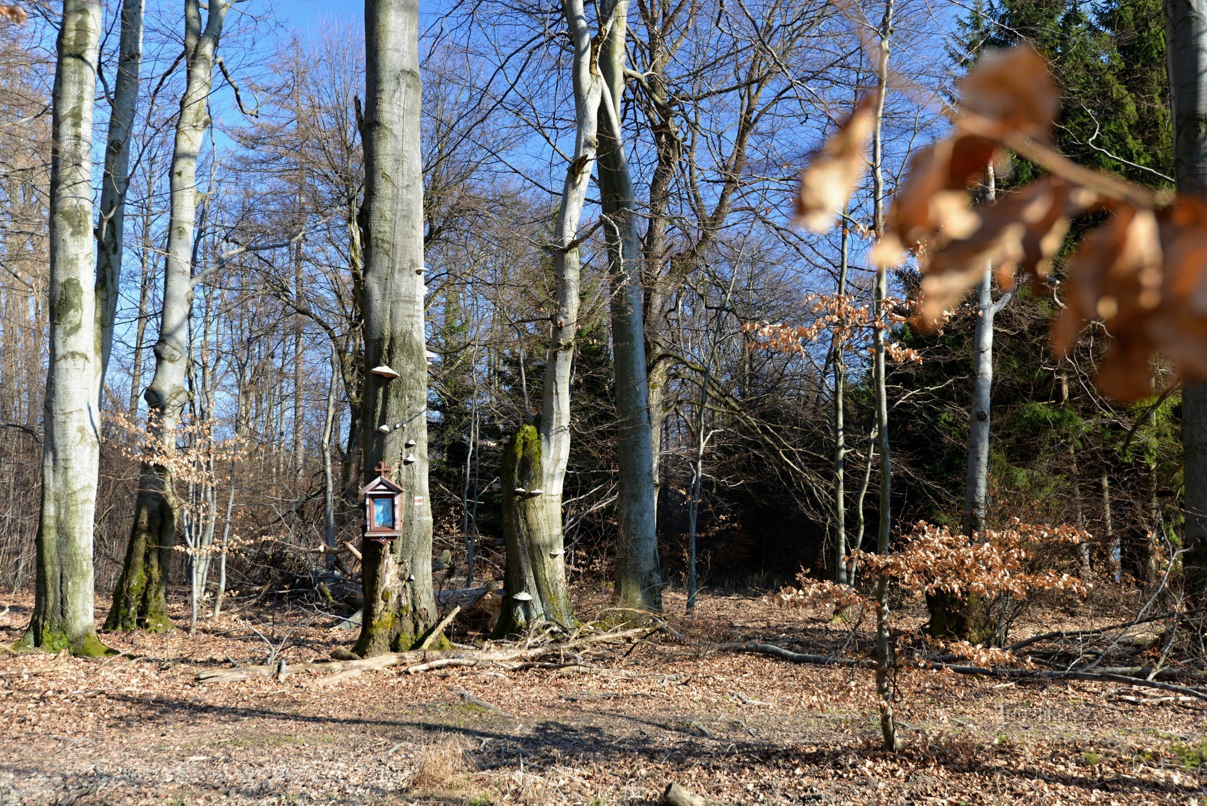 Białe Karpaty: Wiśnie