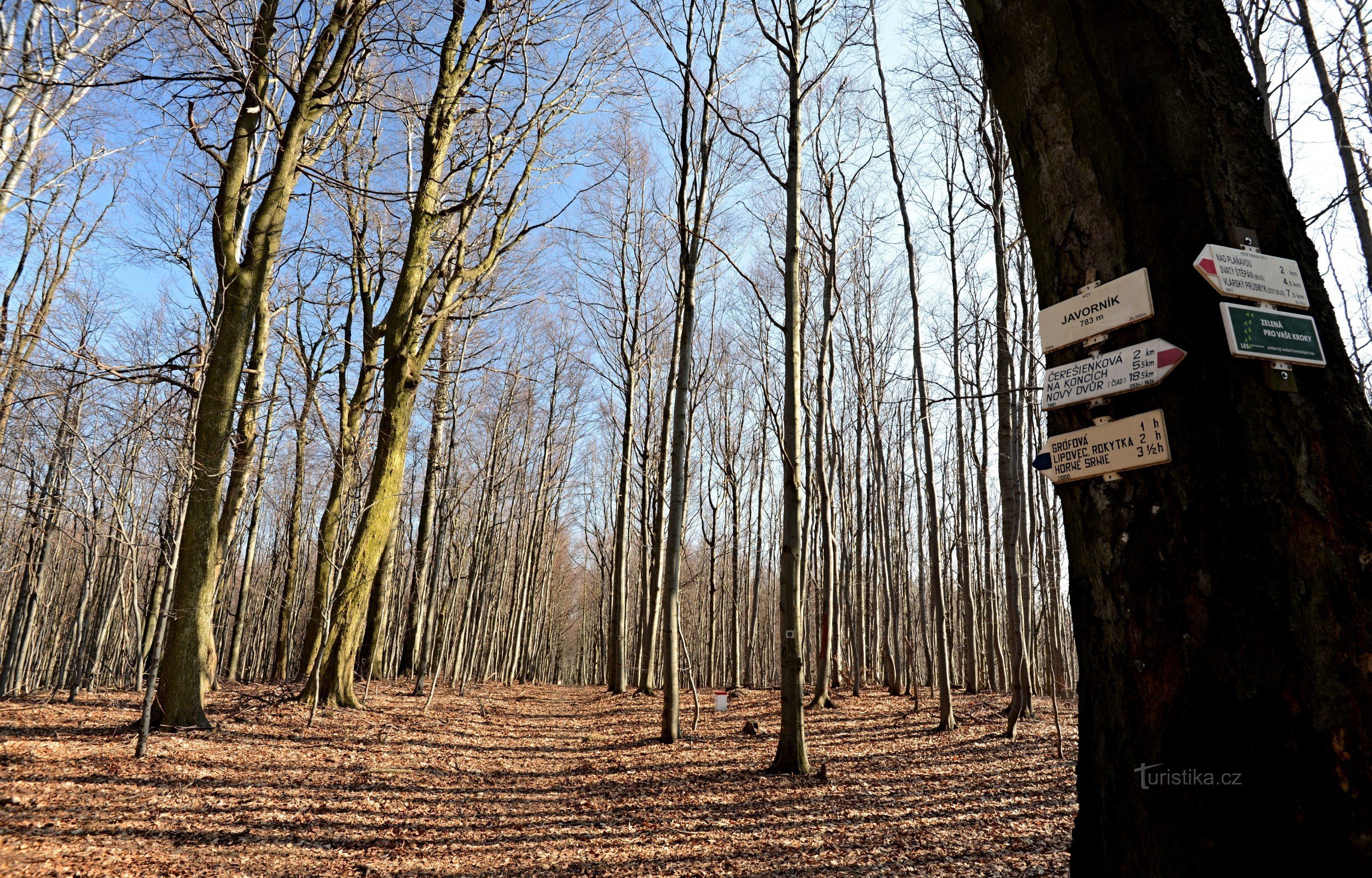 Bílé Karpaty: Javorník