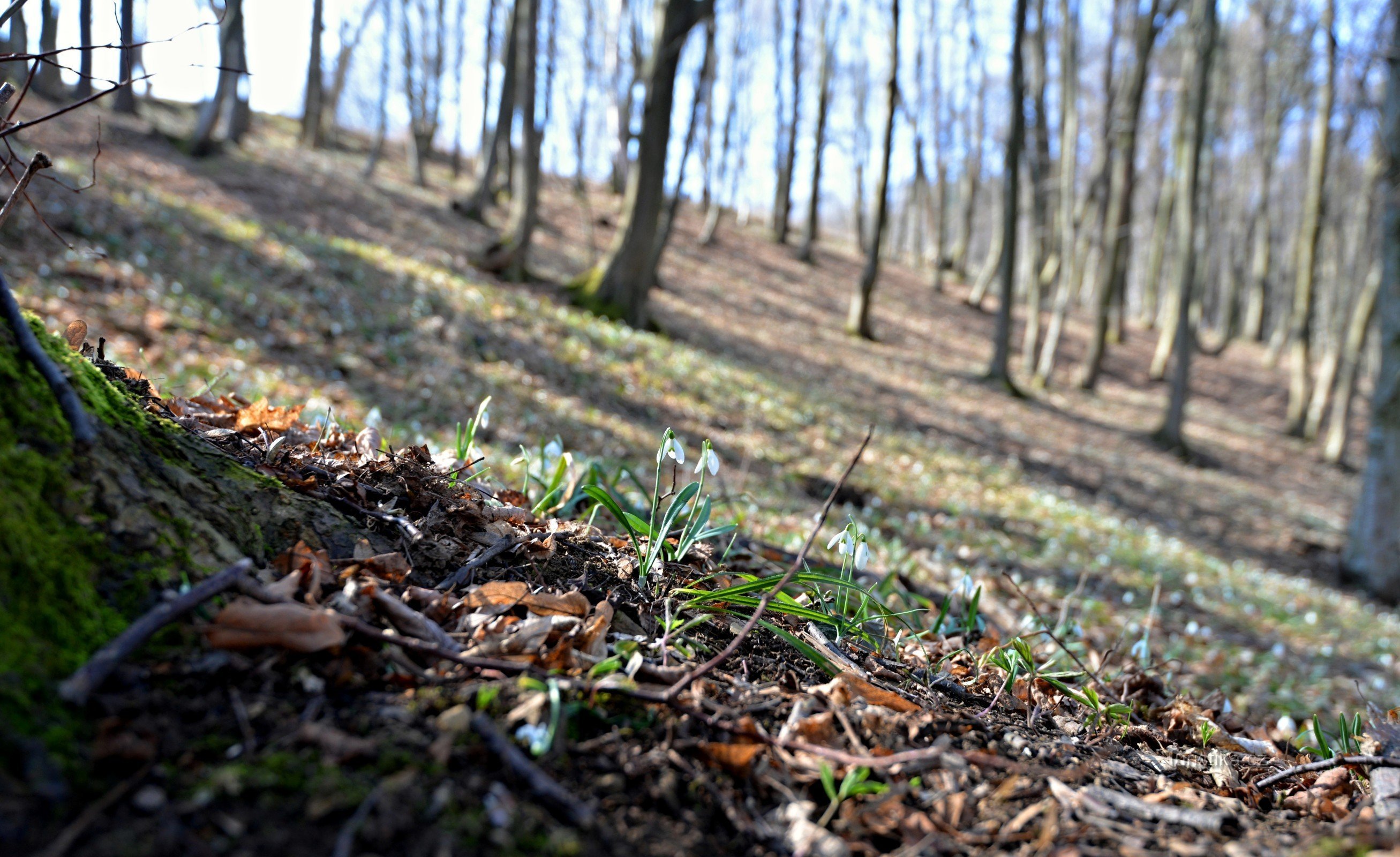 Białe Karpaty - PP Pod Vrchy: przebiśnieg pod śniegiem