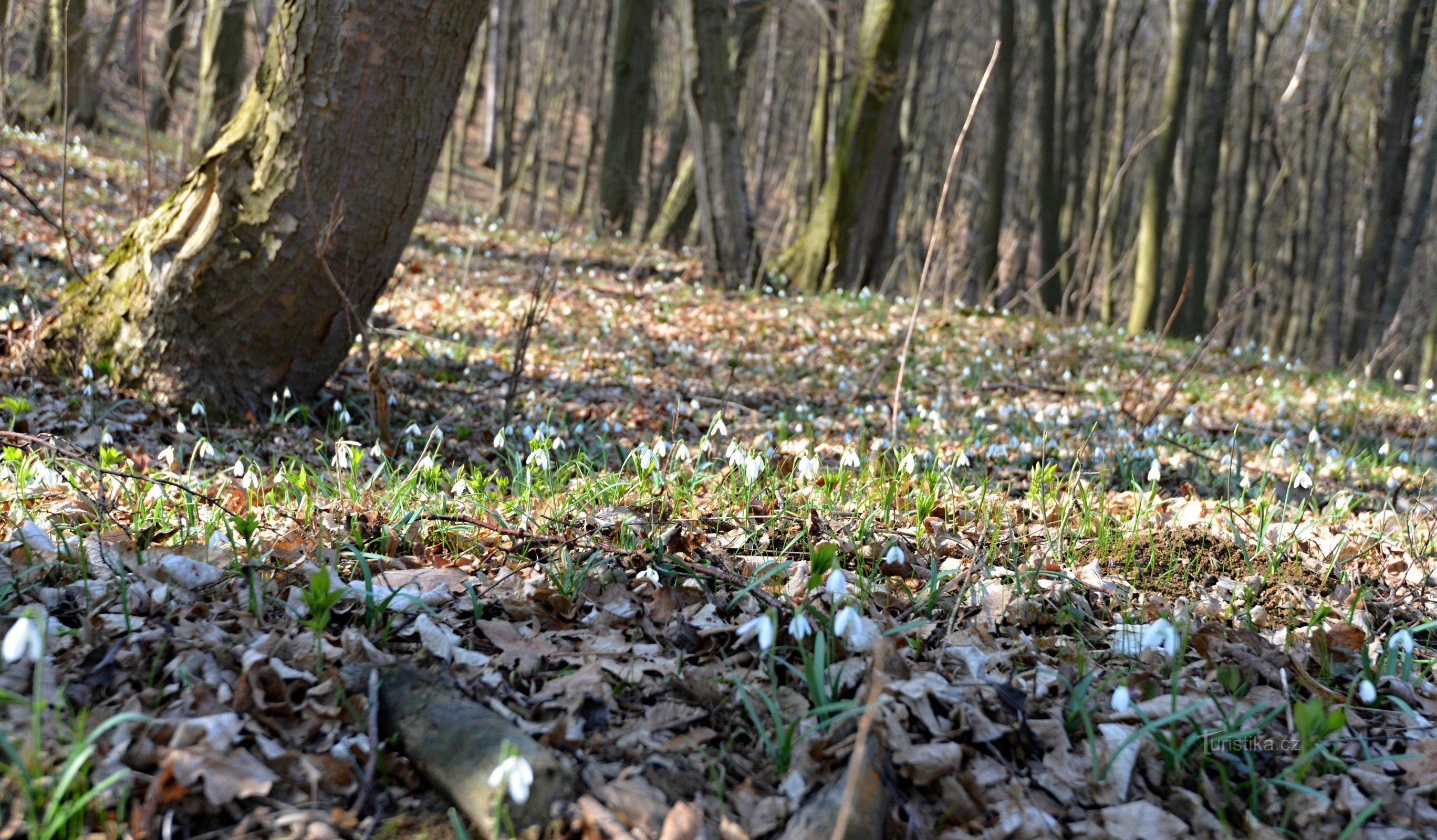 Białe Karpaty - PP Pod Vrchy: przebiśnieg pod śniegiem