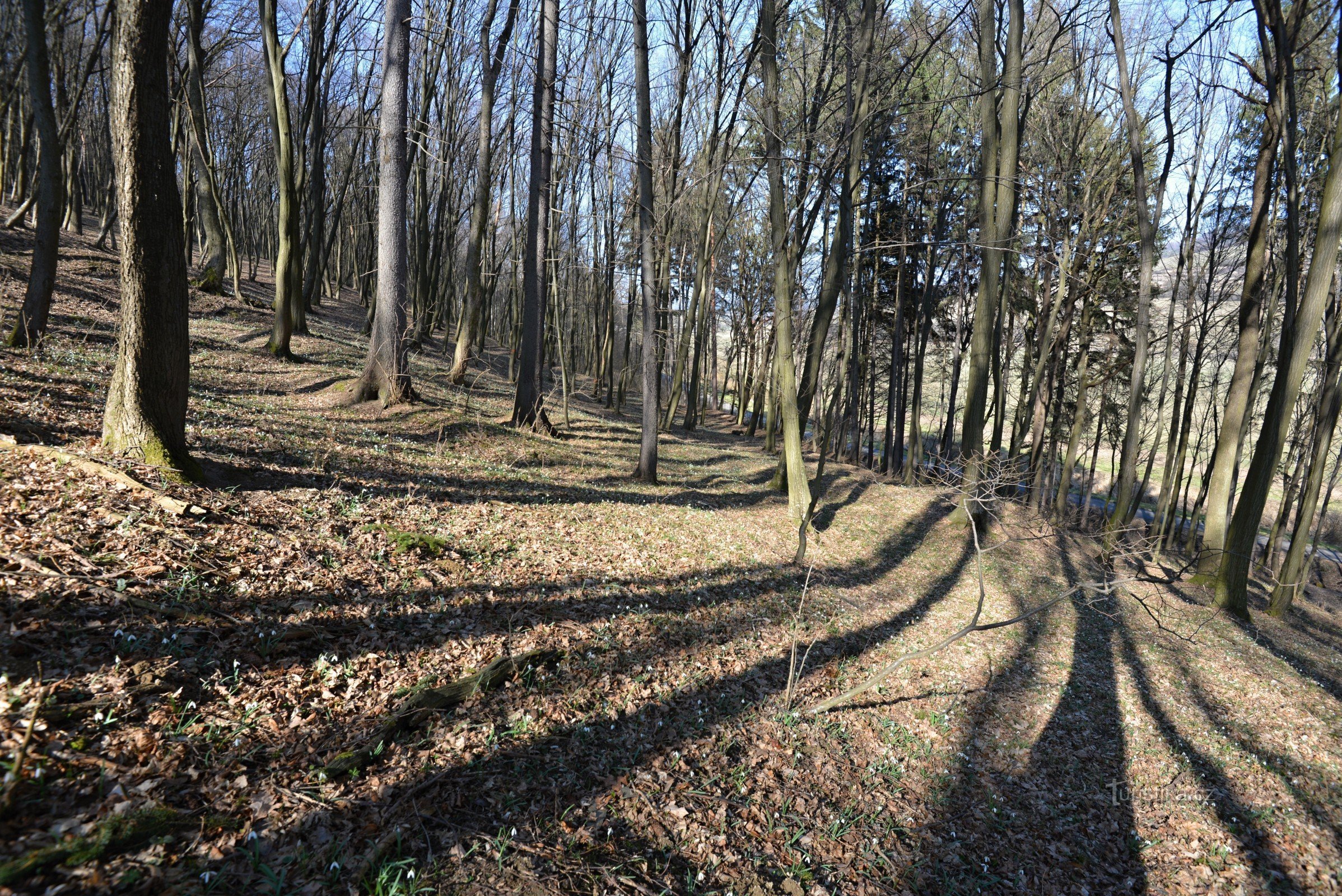 Białe Karpaty - PP Pod Vrchy: przebiśnieg pod śniegiem