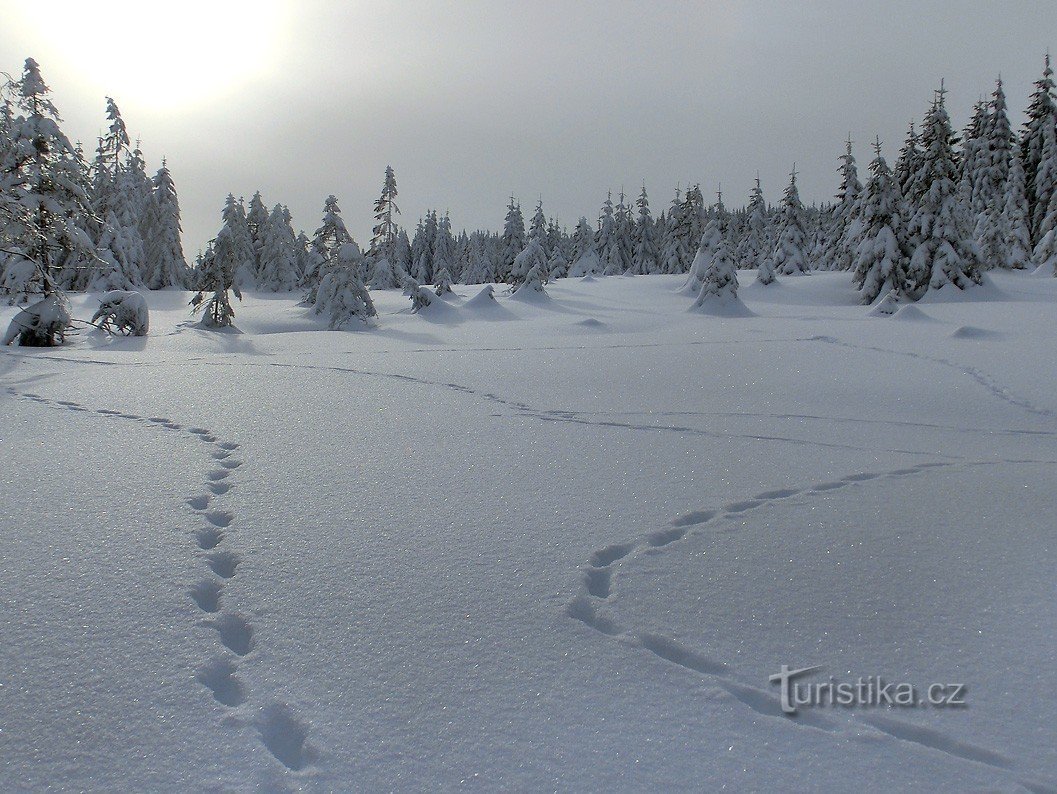 valkoisia jalanjälkiä