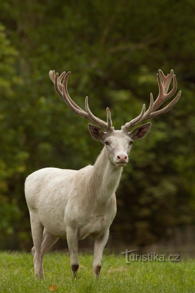 White deer