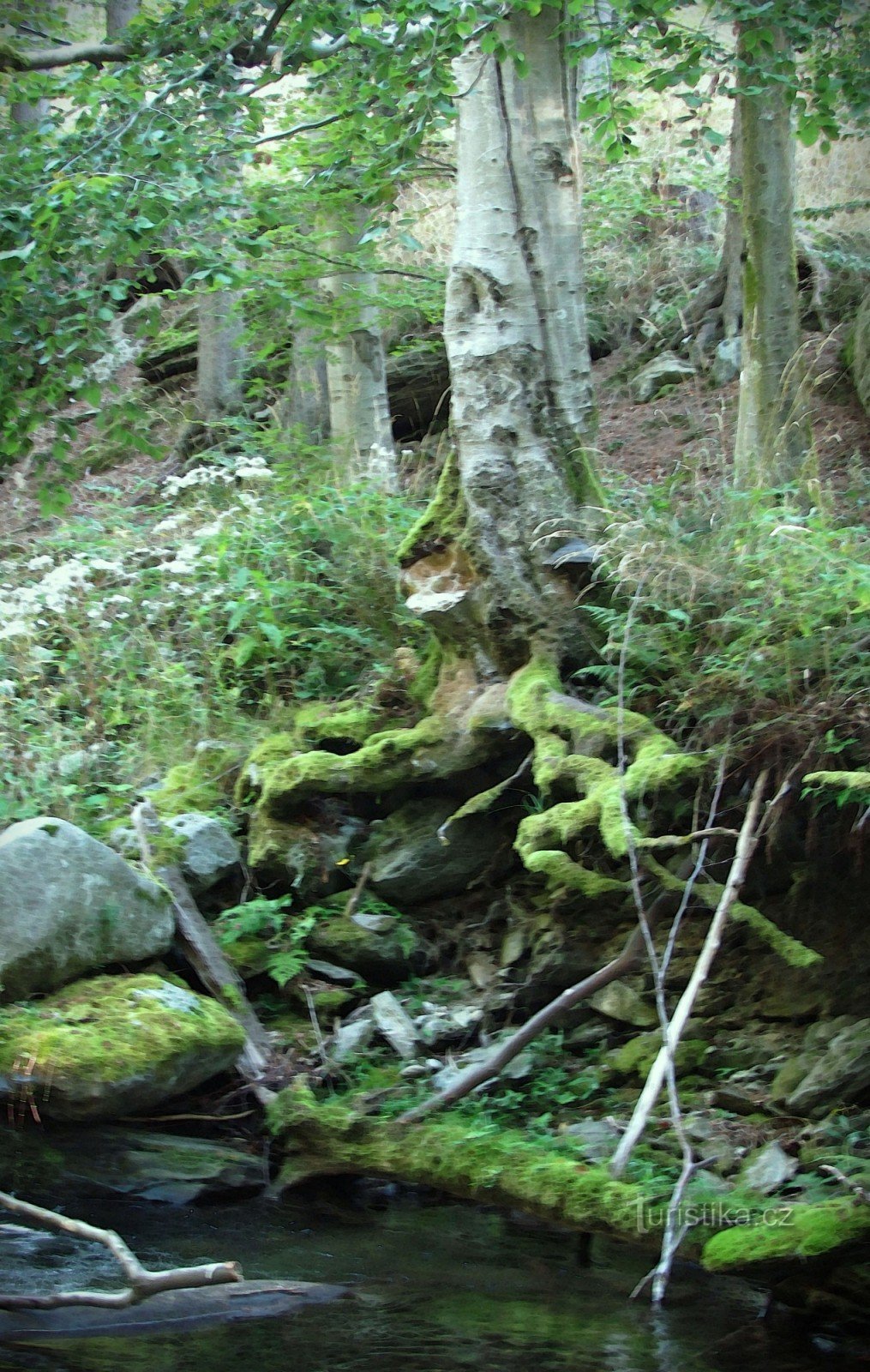 White stream - Jeseníky Mountains