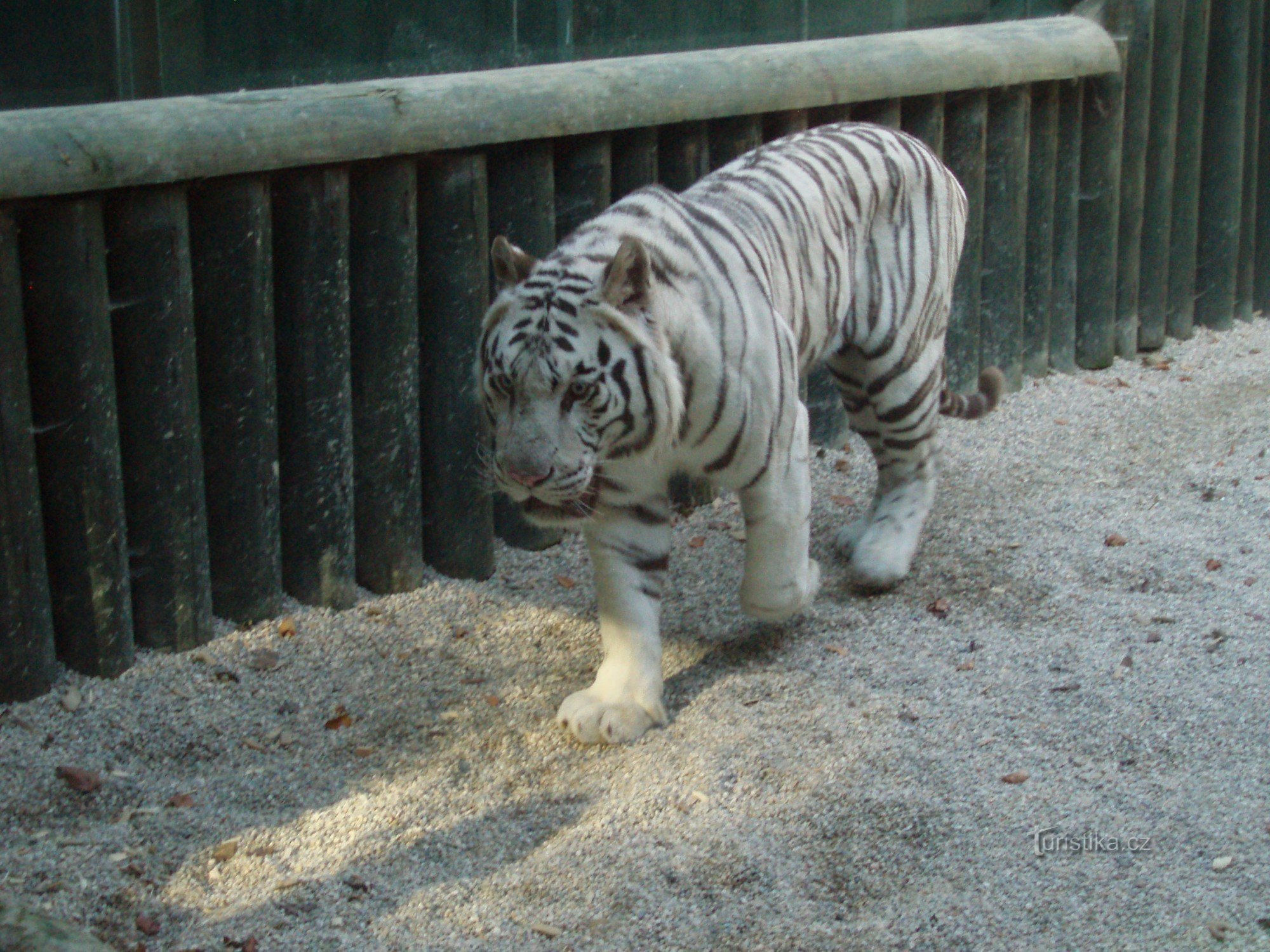 Ein weißer Tiger