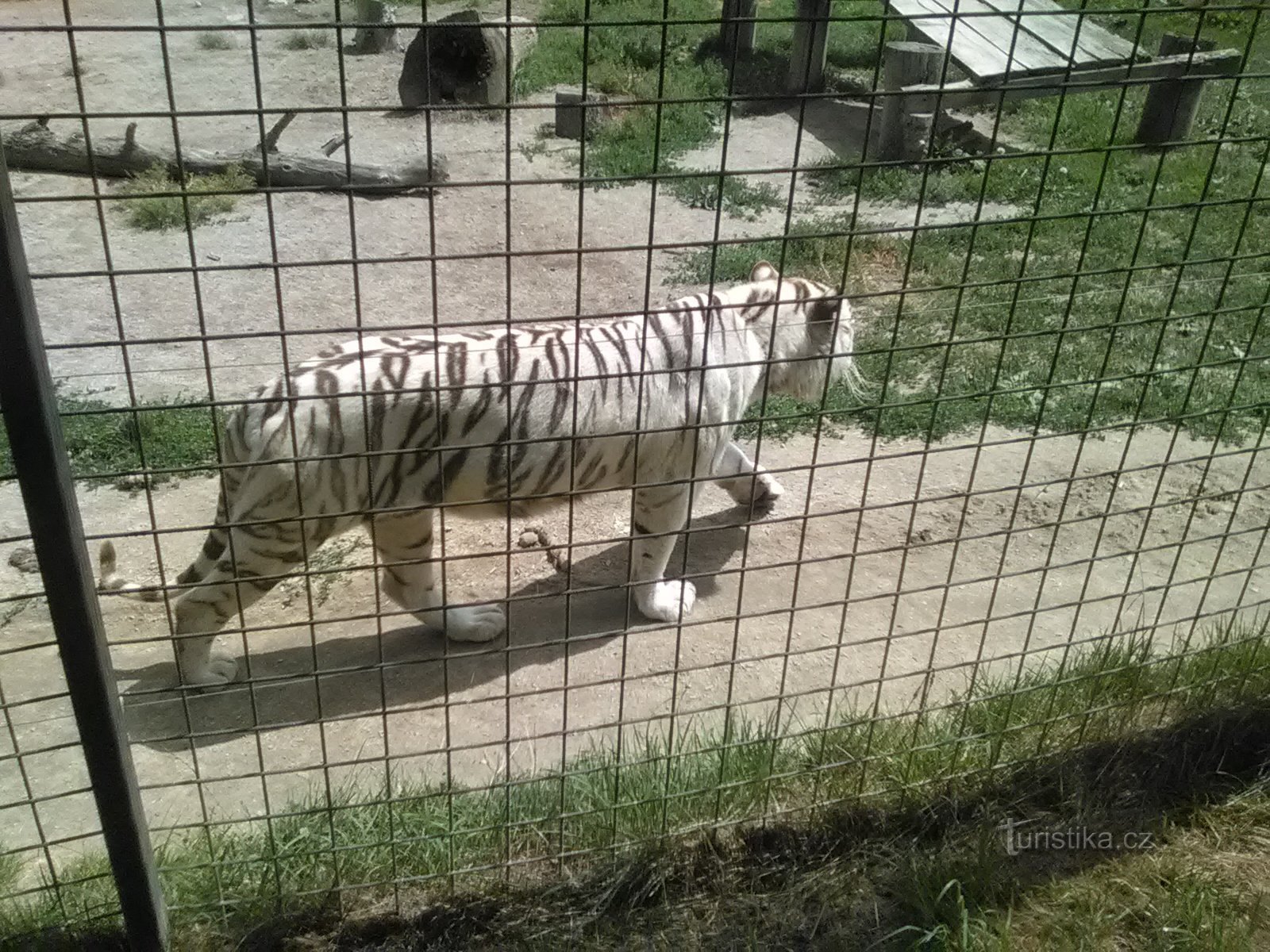 動物園のホワイトタイガー