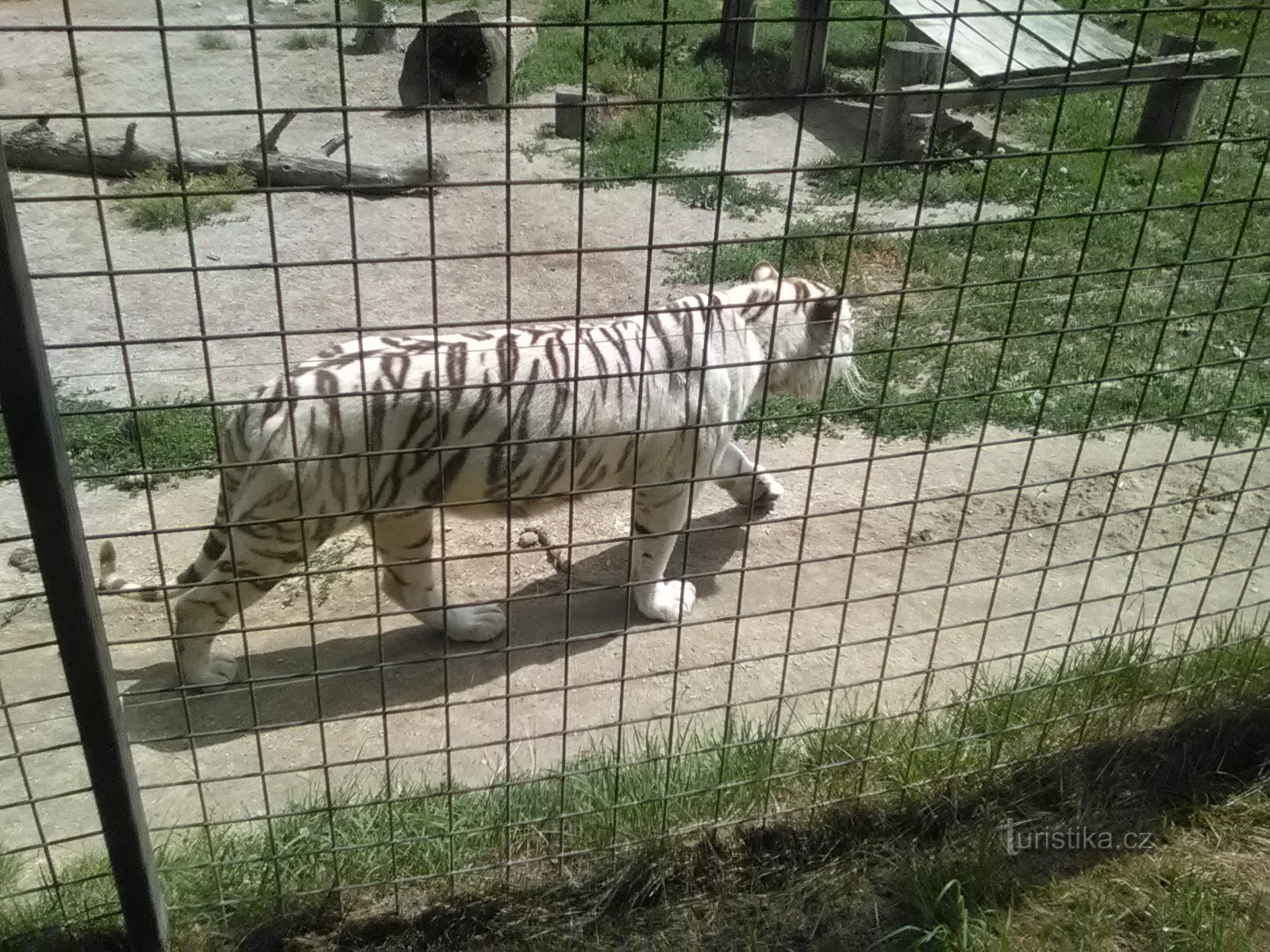 Hvid tiger i zoologisk have