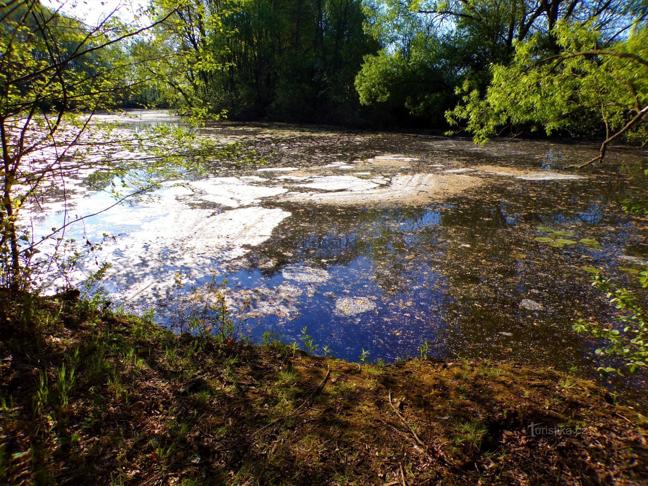 Η λίμνη του Binar (Hradec Králové, 10.5.2022)