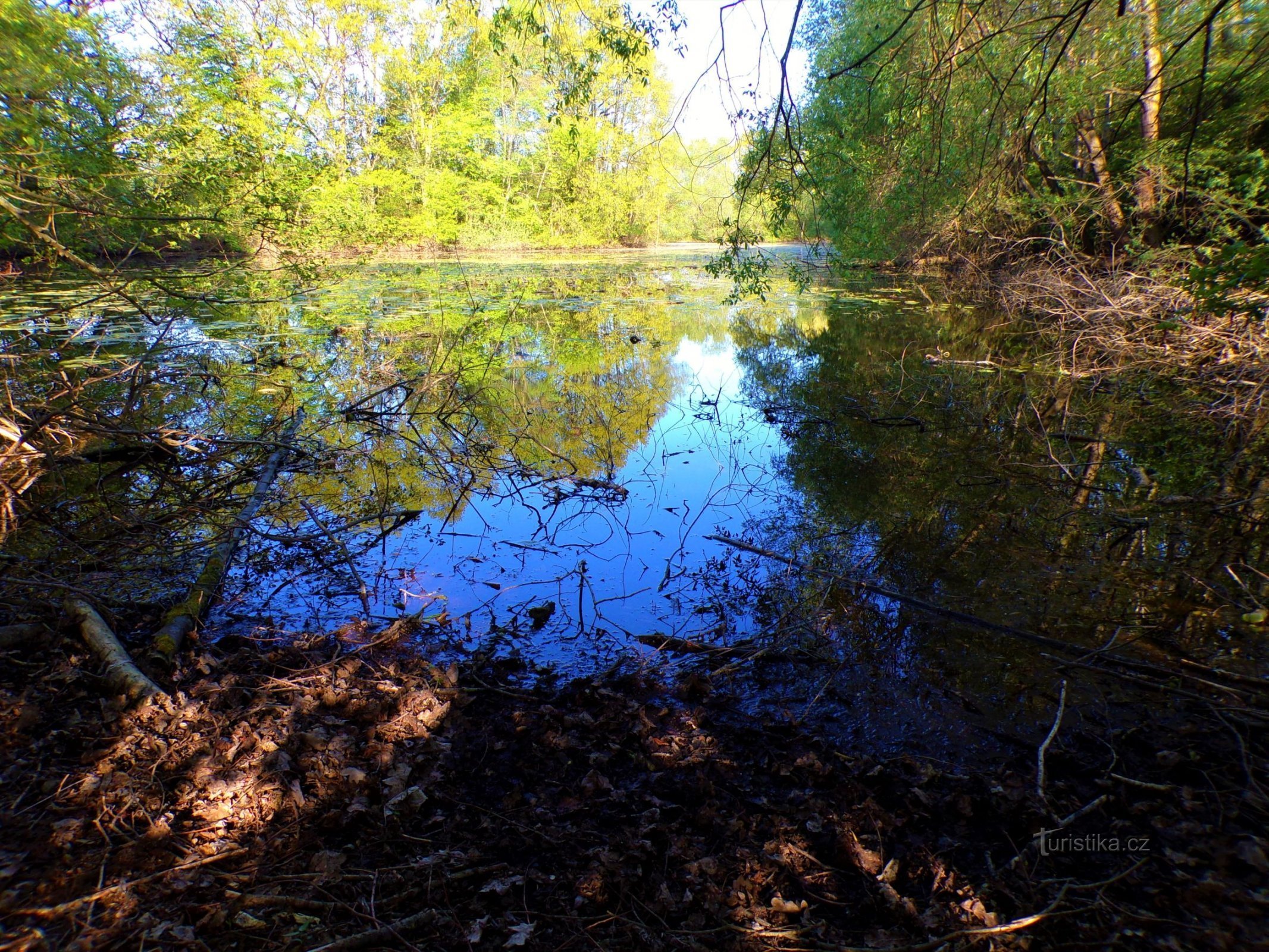 Binarin järvi (Hradec Králové, 10.5.2022)