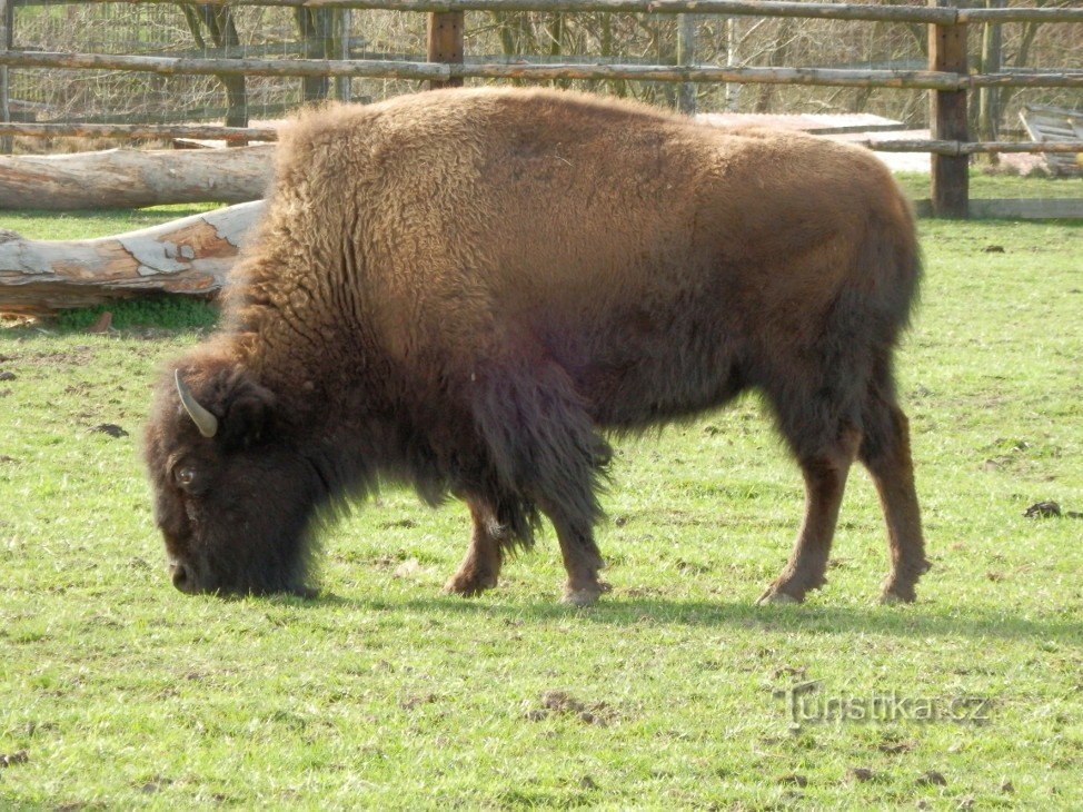 American bison