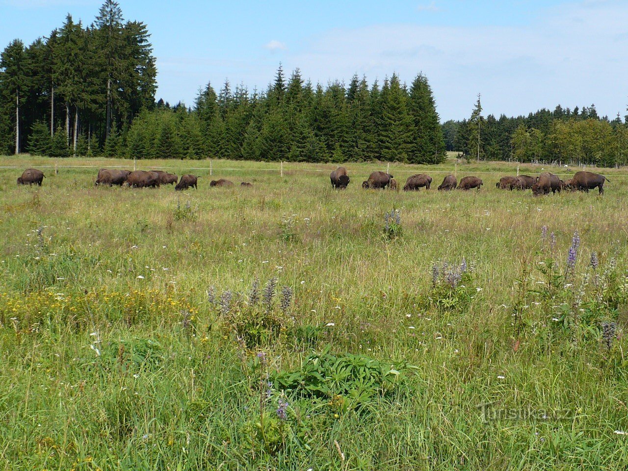 buffalo farm