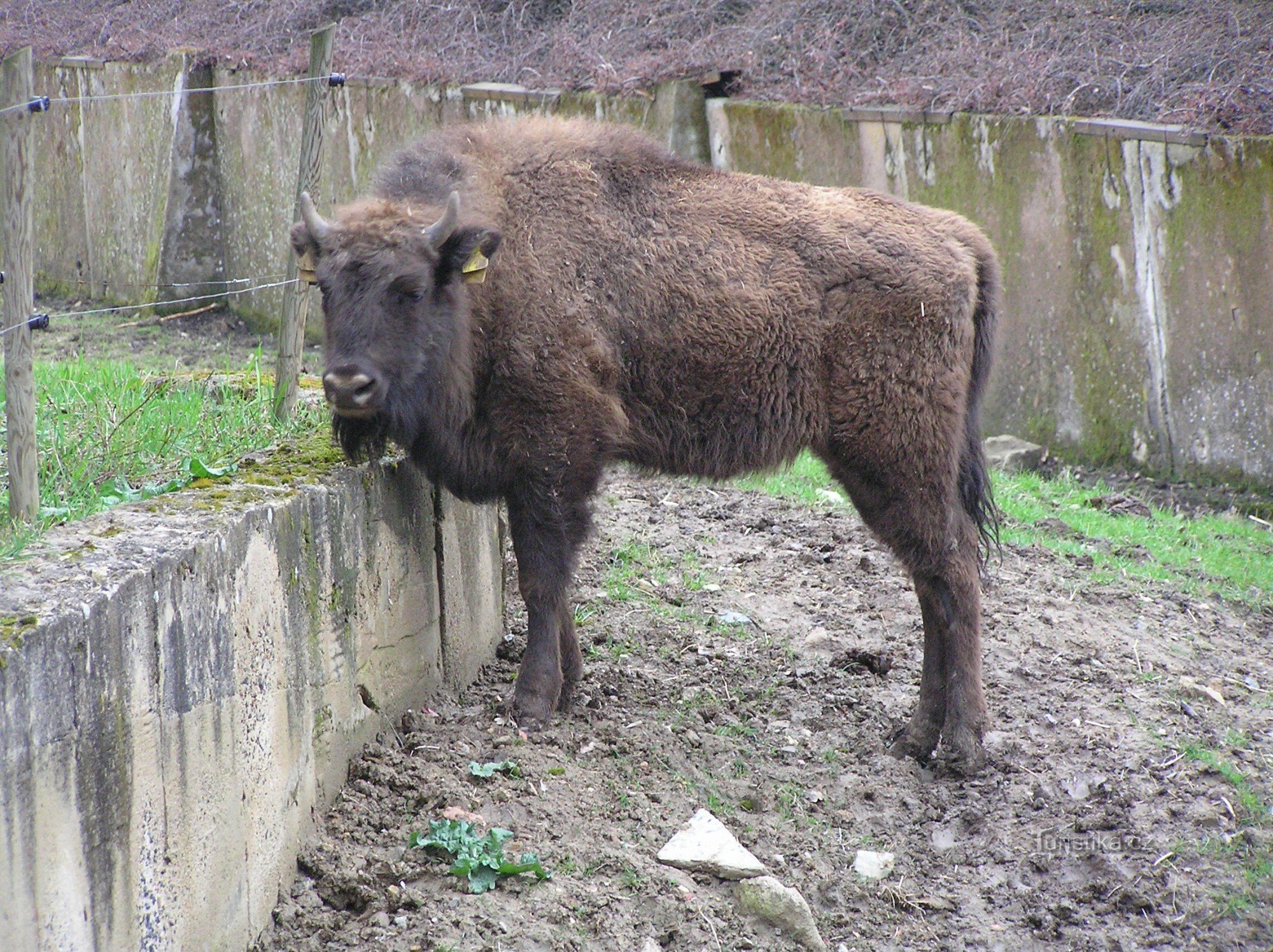 Bison bebisar