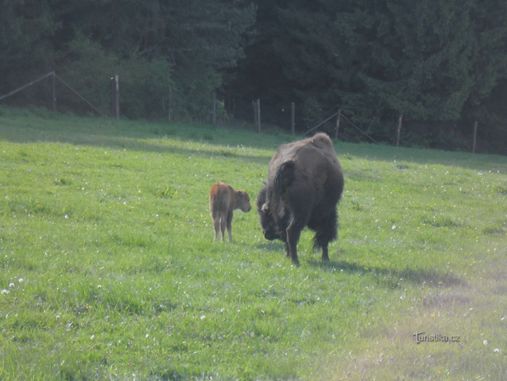 Reserva Bison perto de Veclov