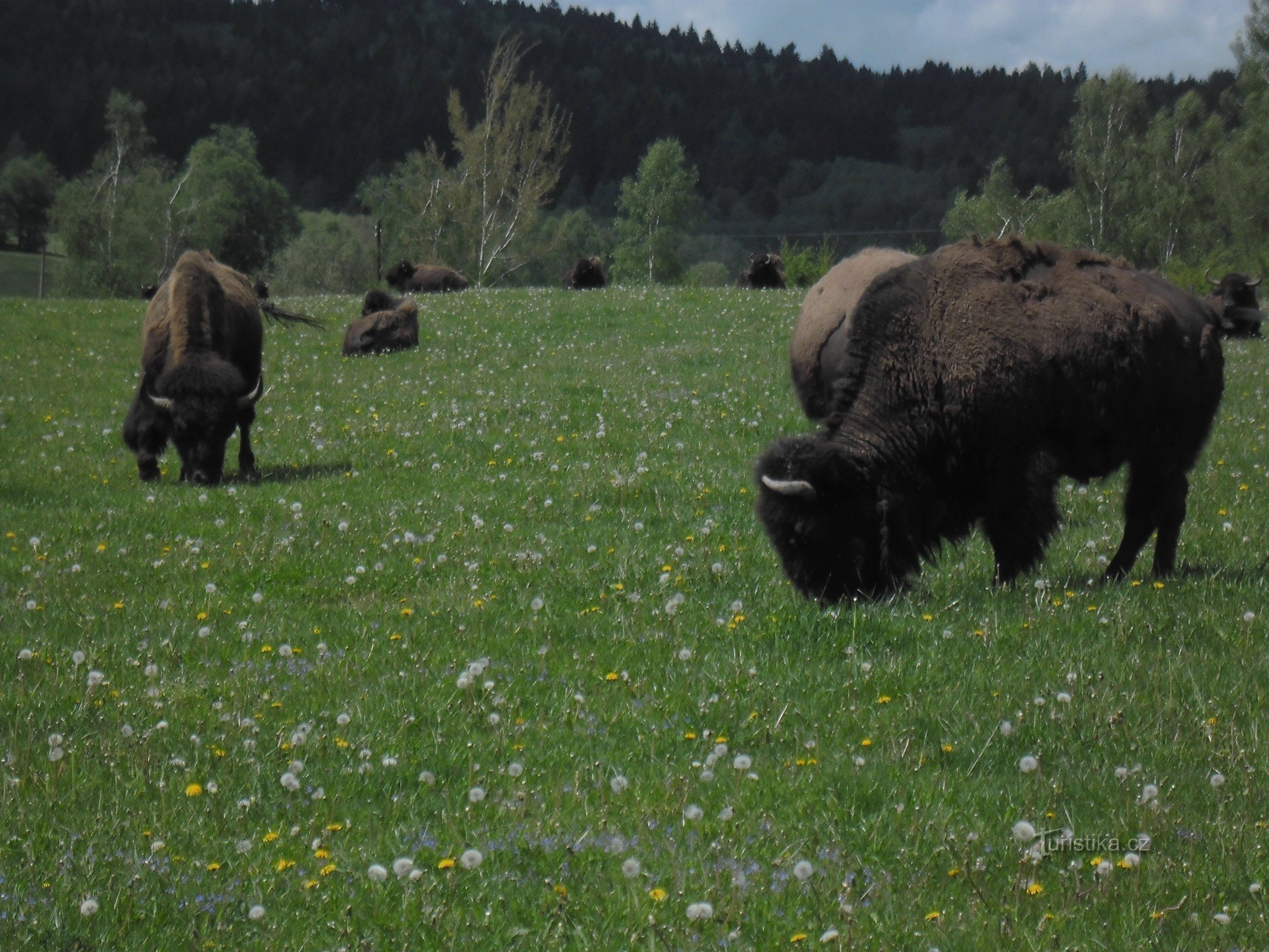 Khu bảo tồn bò rừng gần Veclov