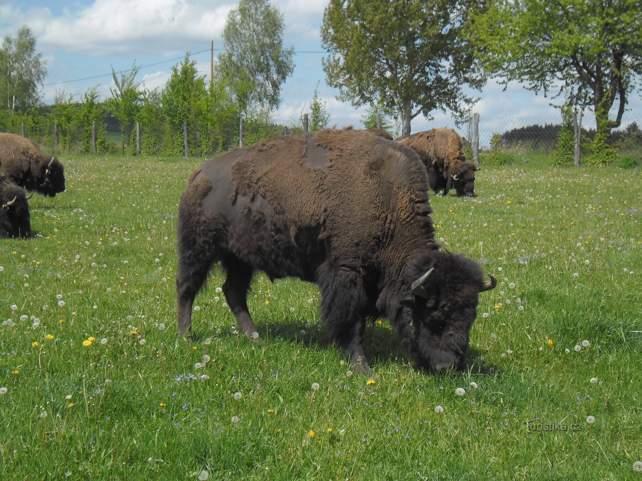 Khu bảo tồn bò rừng gần Veclov