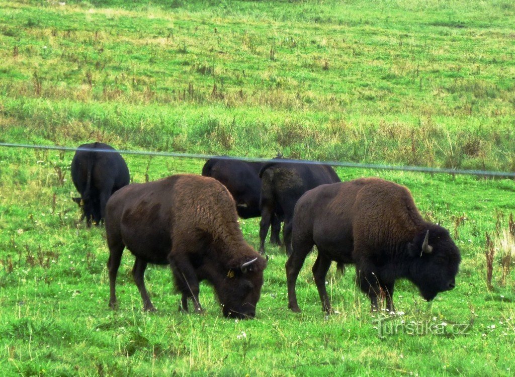 bisonte vicino a Rožnov