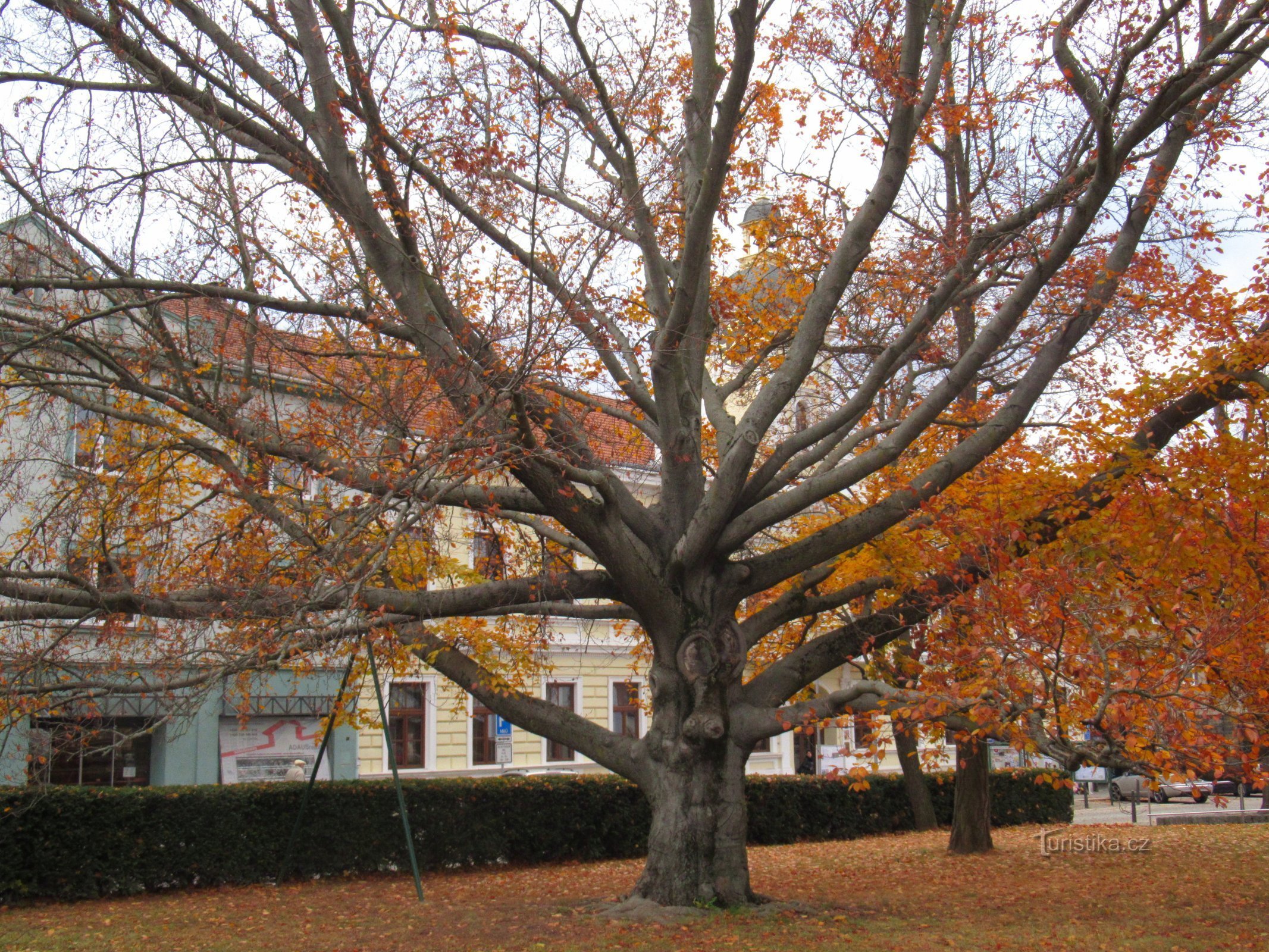 Blansko - beech tree near the town hall