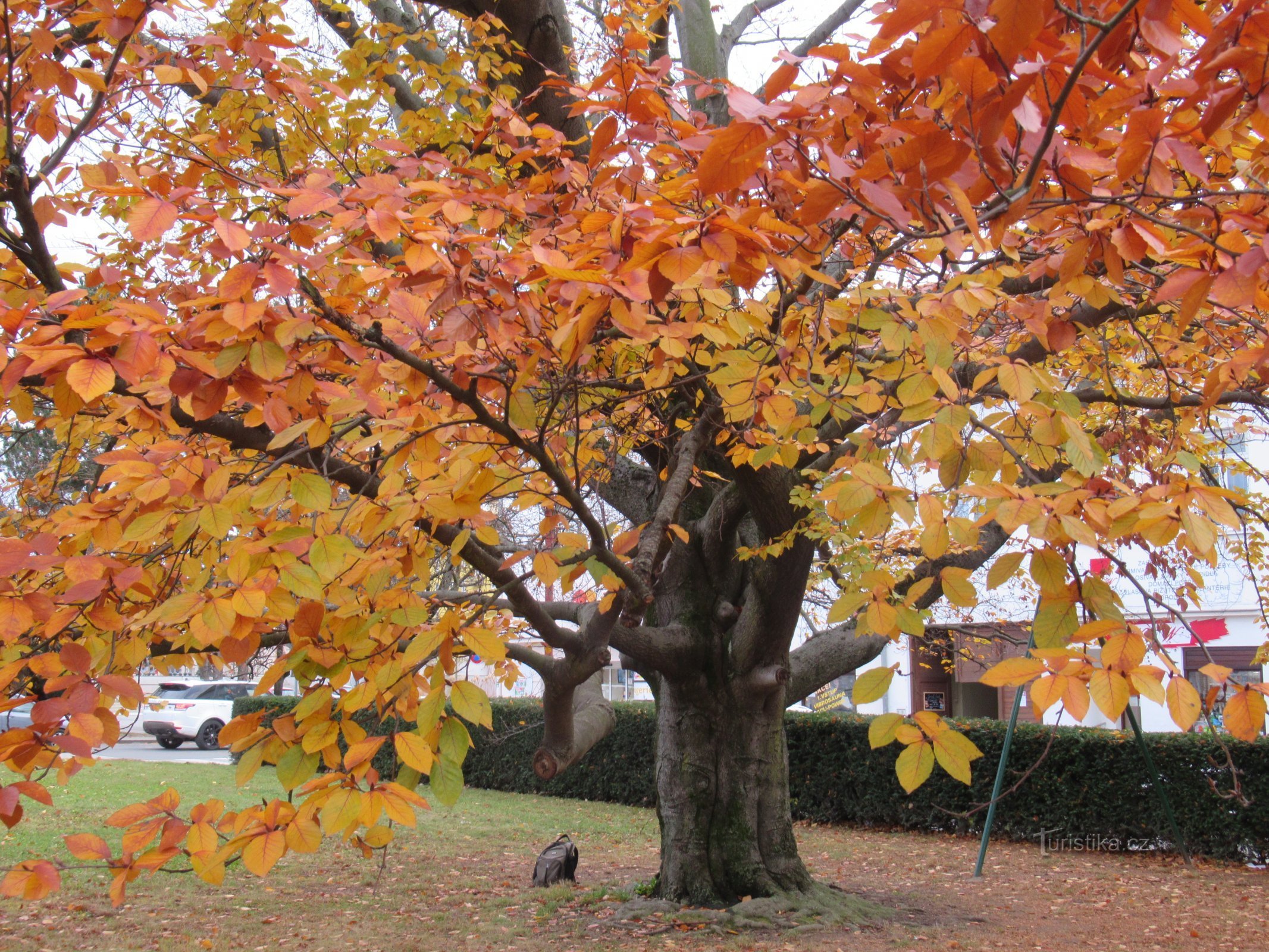 Blansko - bøgetræ nær rådhuset