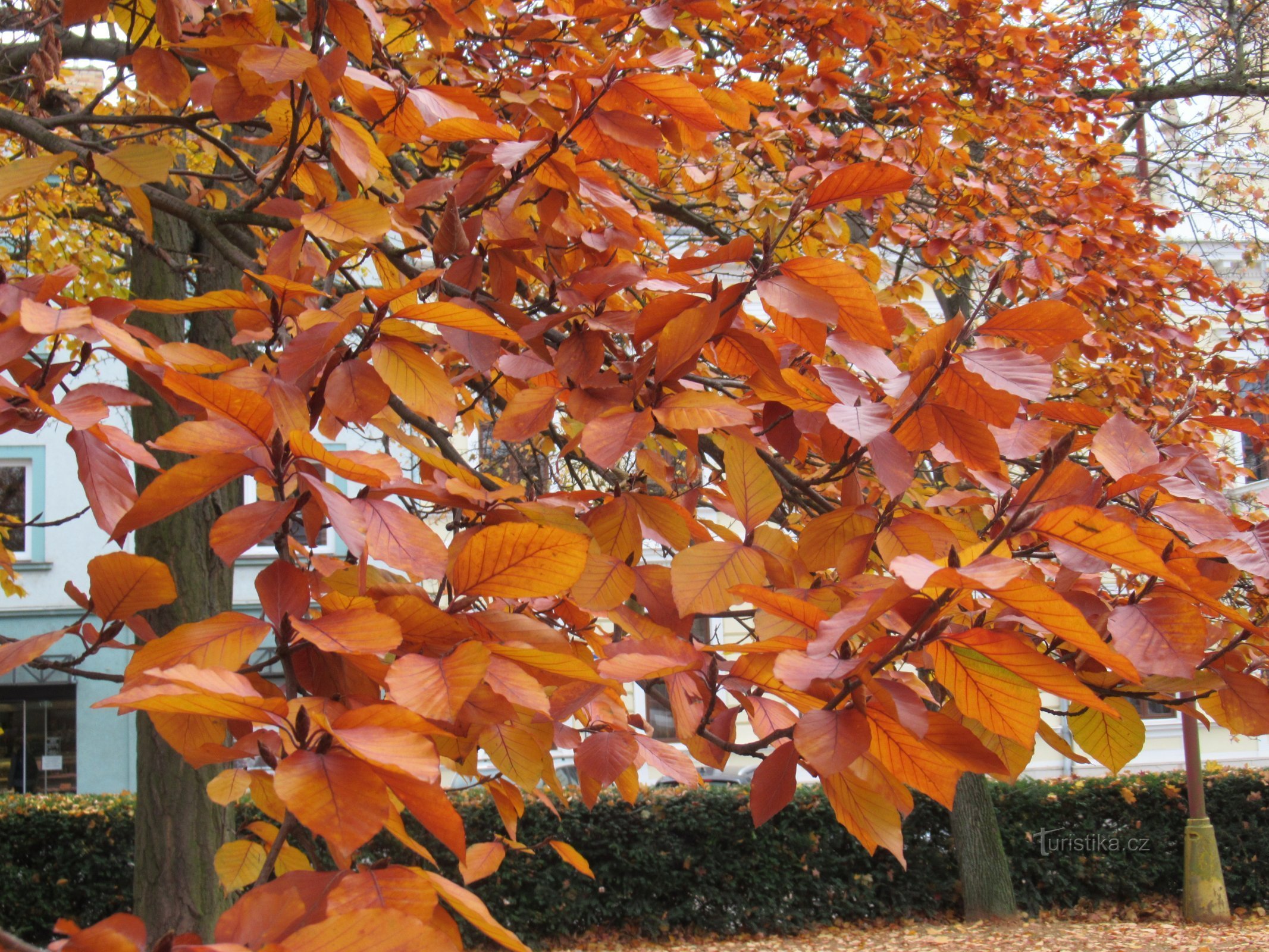 Blansko - beech tree near the town hall