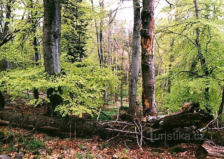 Blanský forest PLA