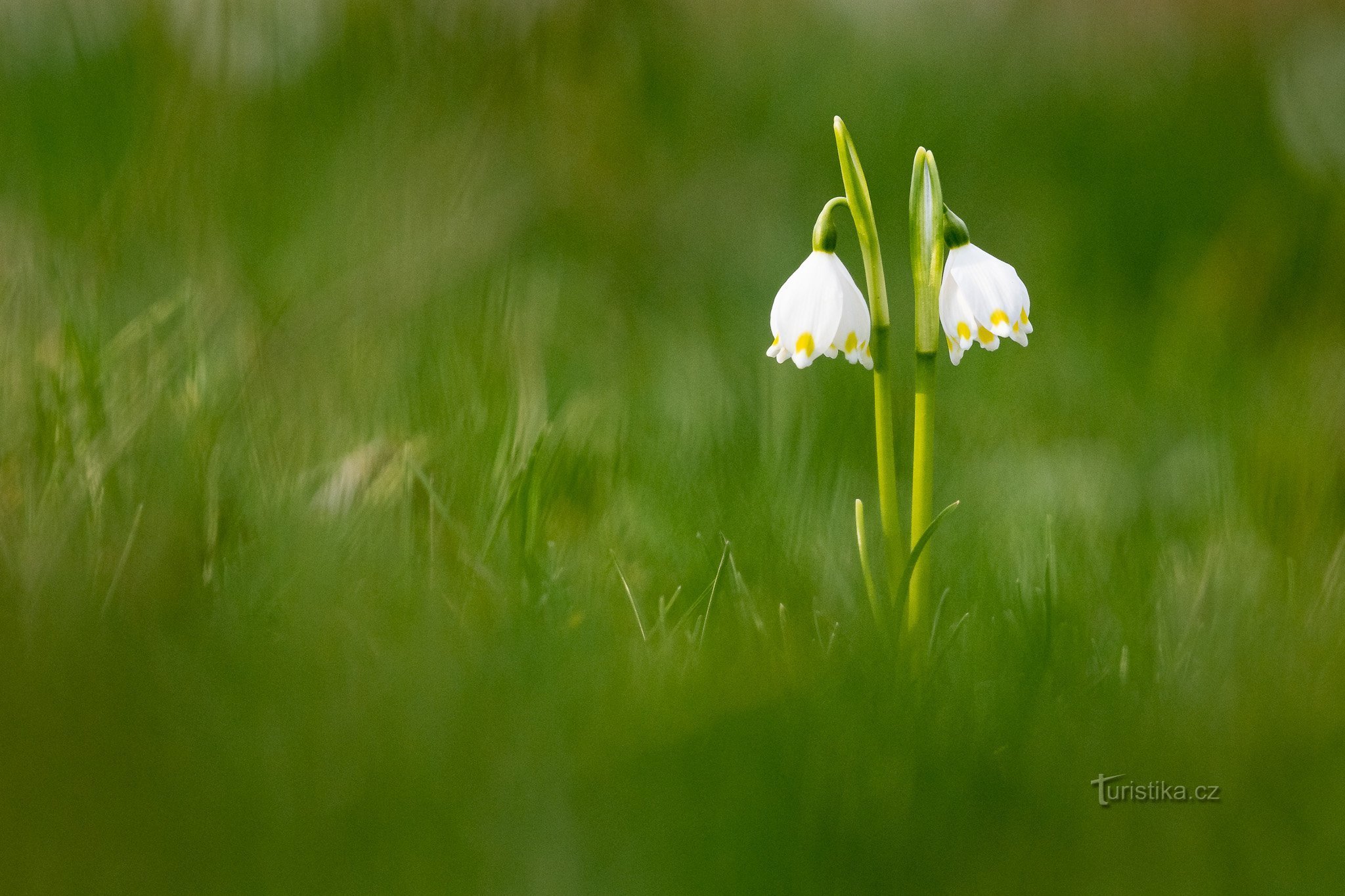 Bledule, Češka, 2017, EOS 6D + EF 300 mm f/2,8 L IS USM © Václav Křízek