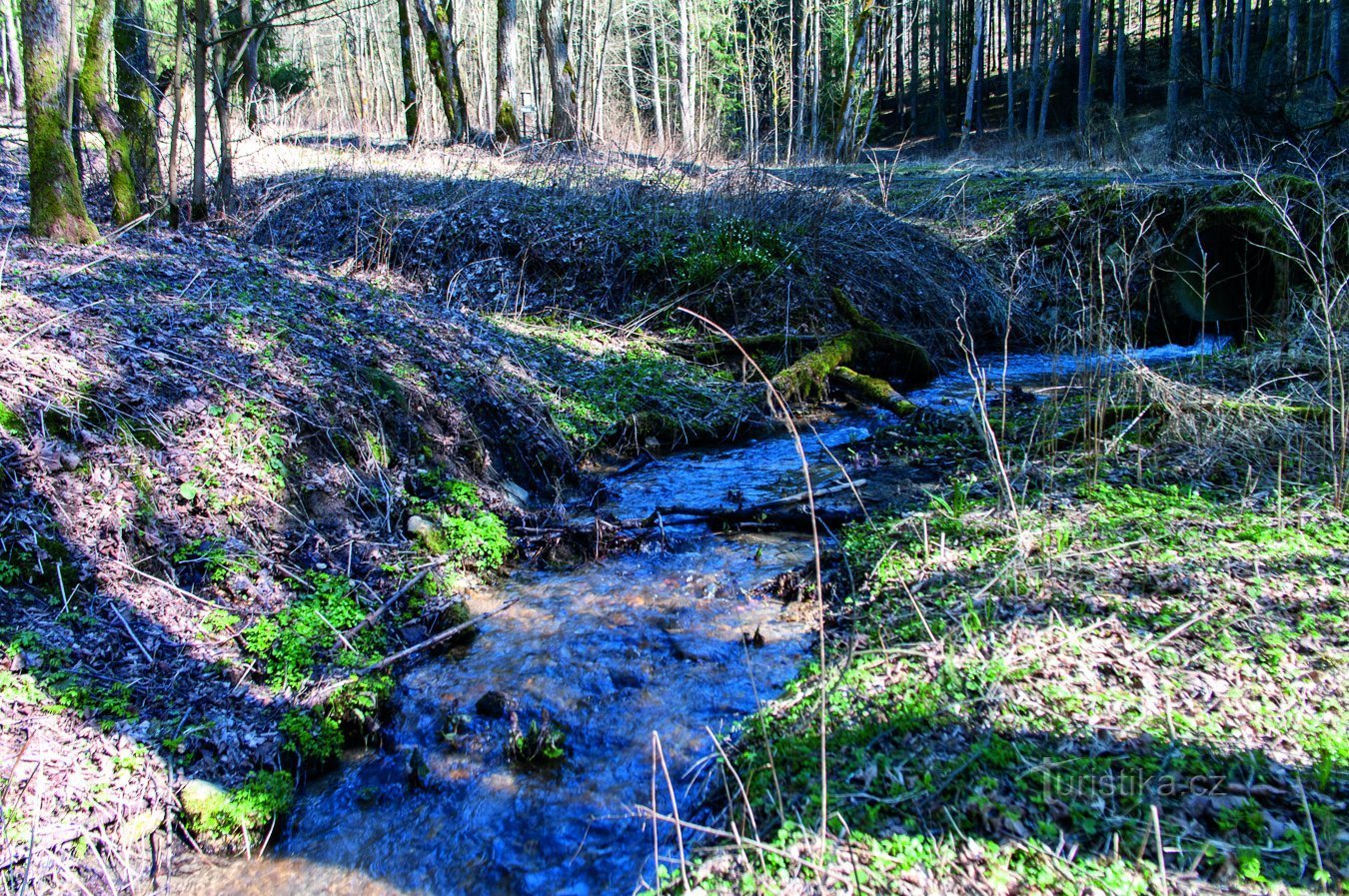 Pale and snowdrops at Potůčník