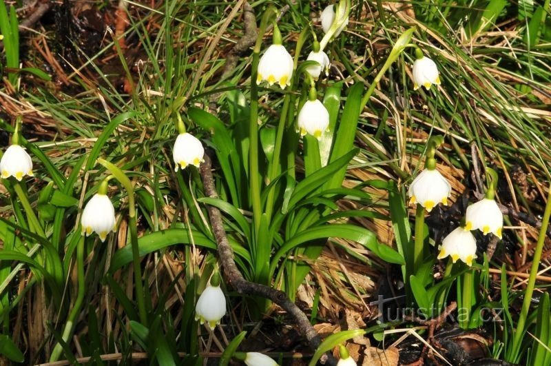 Spring snowflake