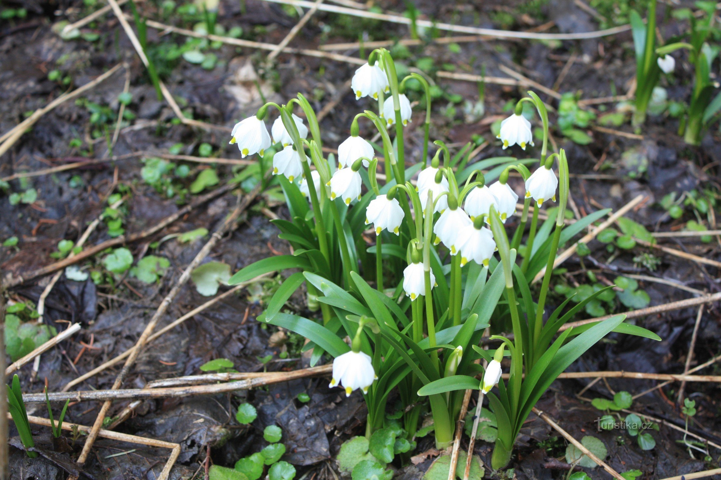 Vårens snöflinga