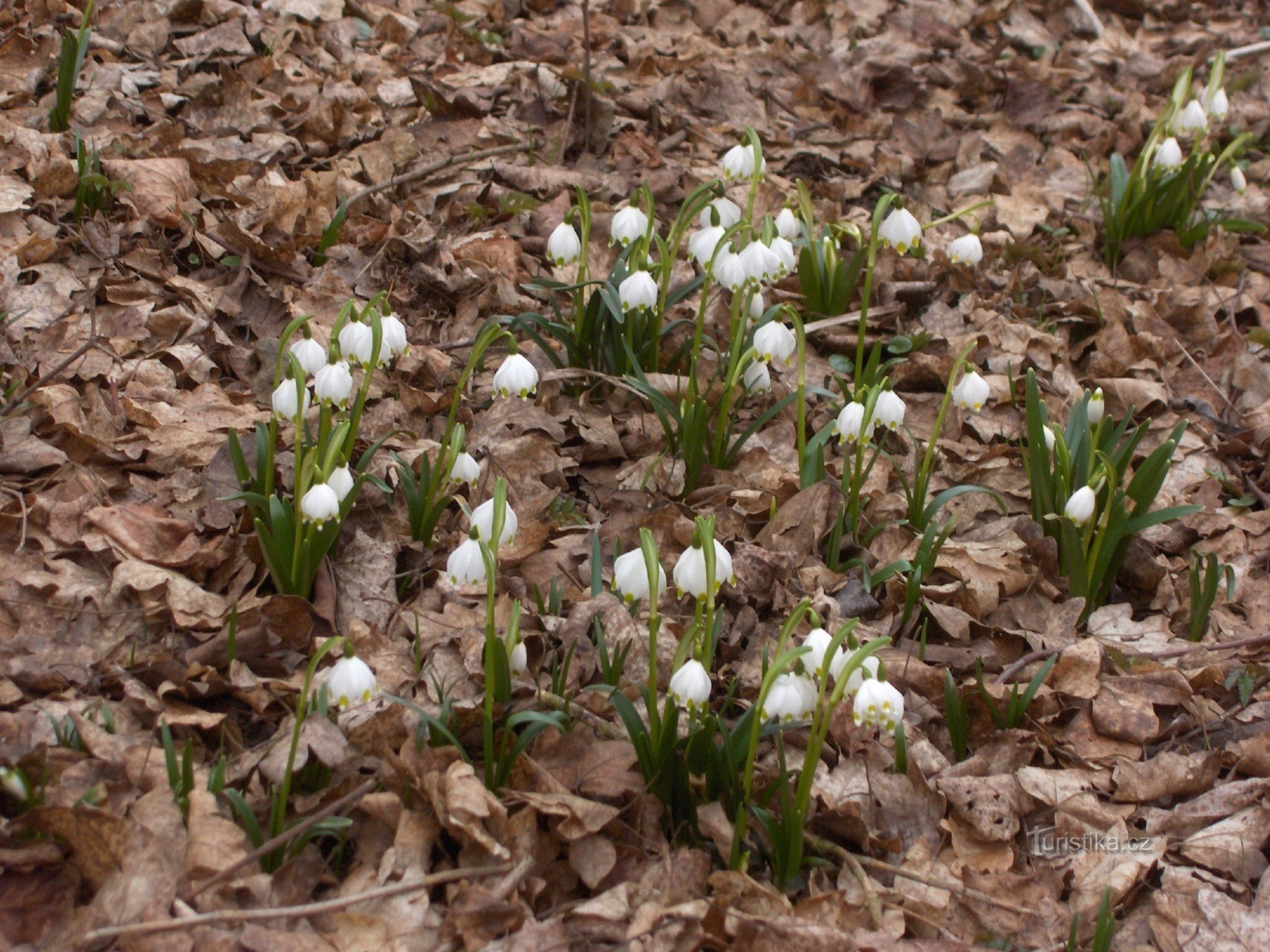 Frühlingsschneeflocke