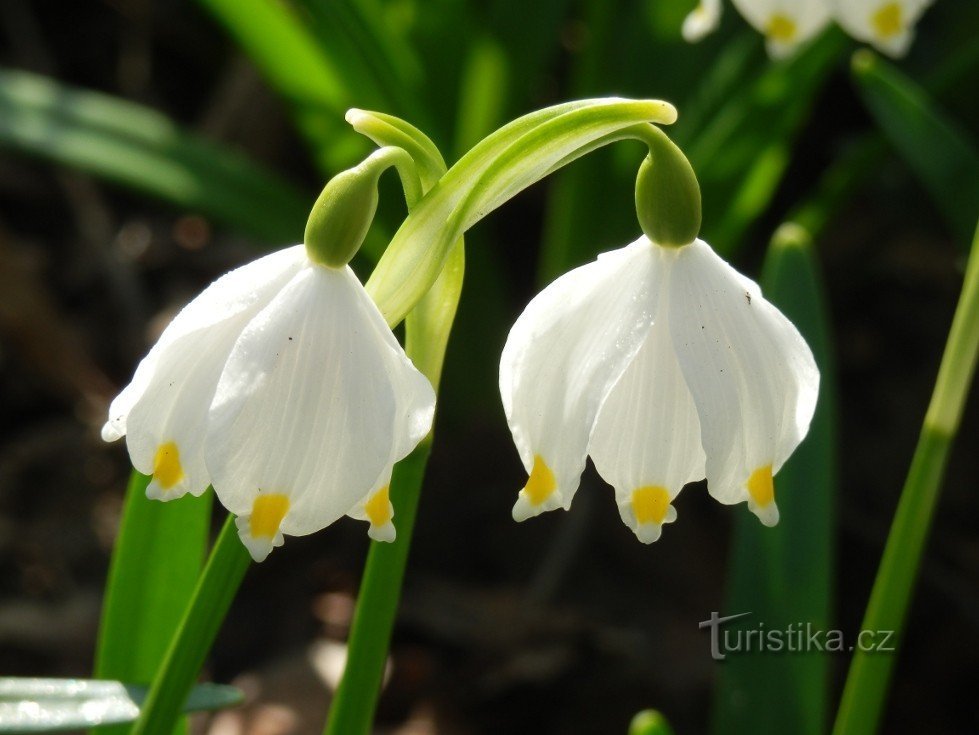 Flocon de neige de printemps