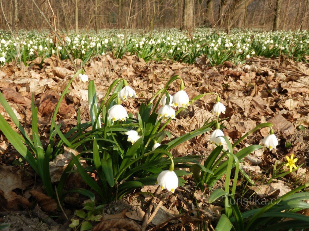 floco de neve de primavera