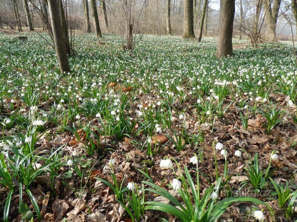 Wiosenny płatek śniegu