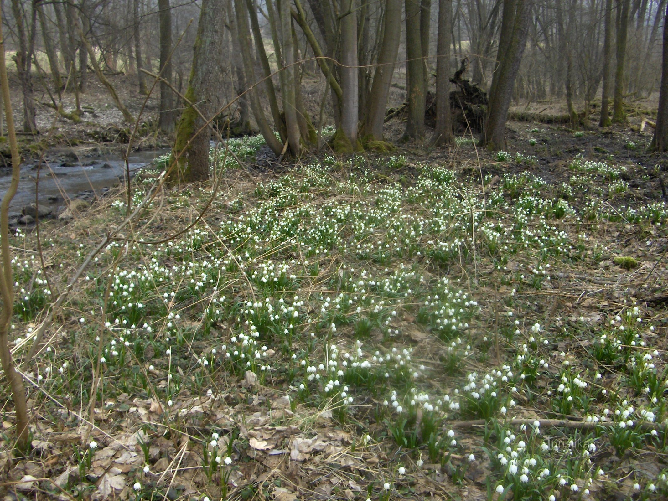 copo de nieve de primavera