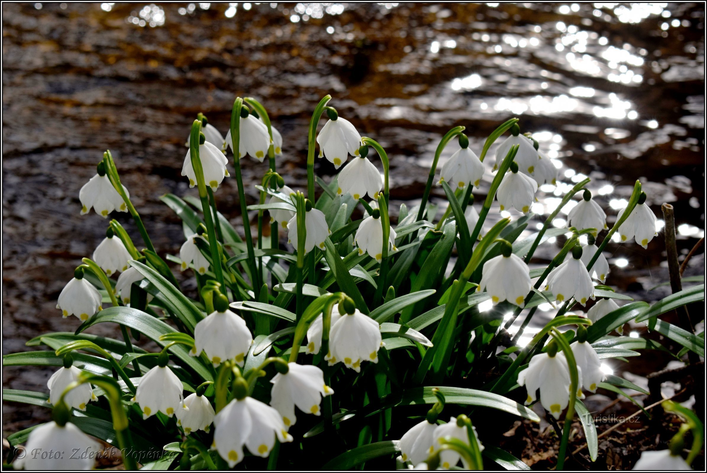 Primavera pálida cerca de Hroznětín.