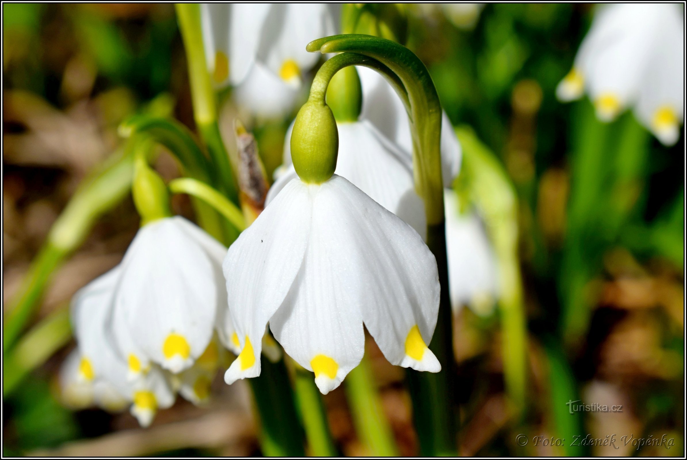 Primavera pálida perto de Hroznětín.