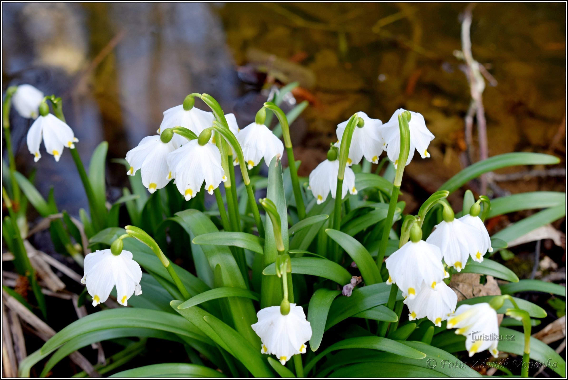 Primavera pálida cerca de Hroznětín.