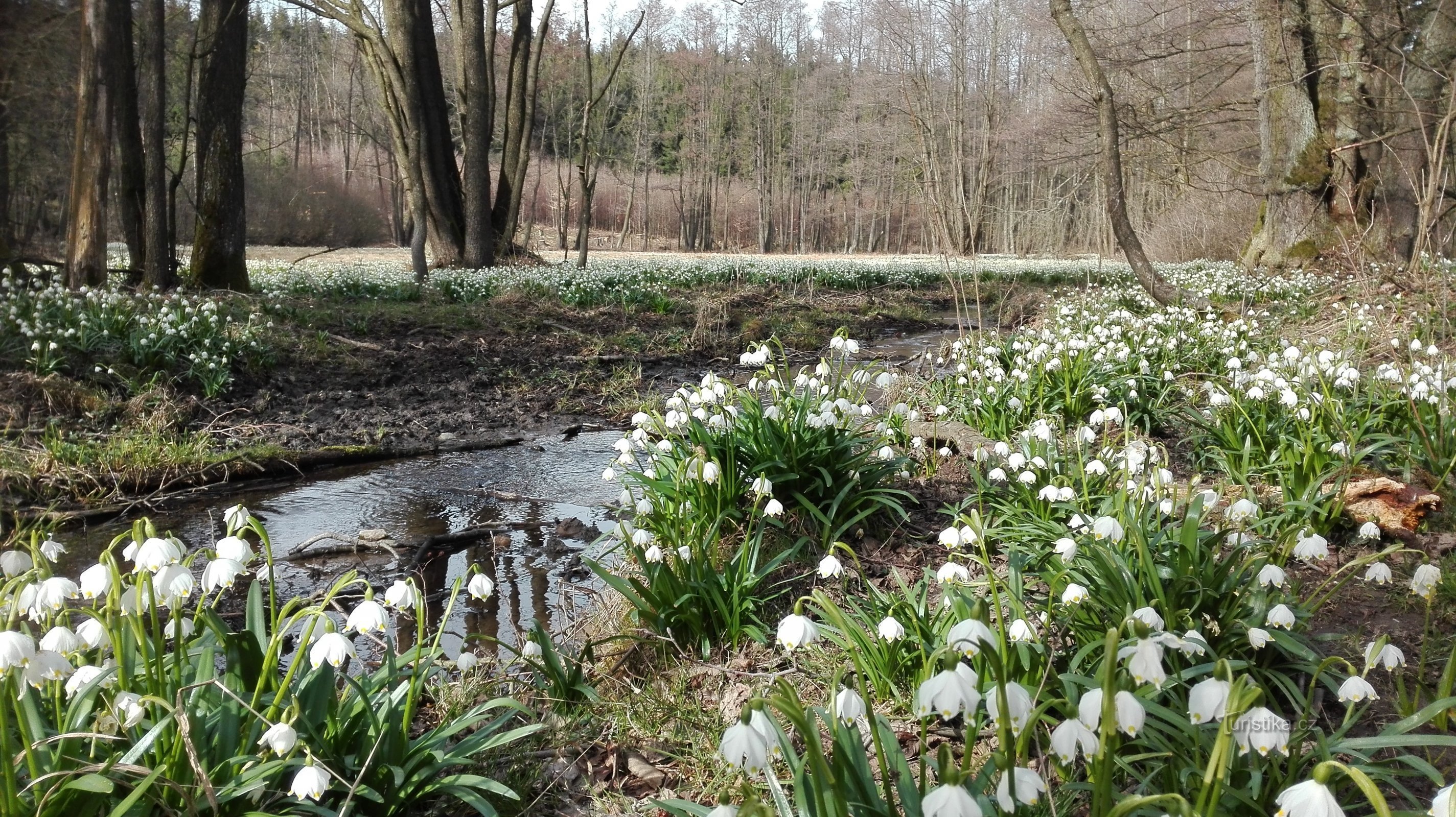 Bledule auf der Hrobenétín-Wiese.