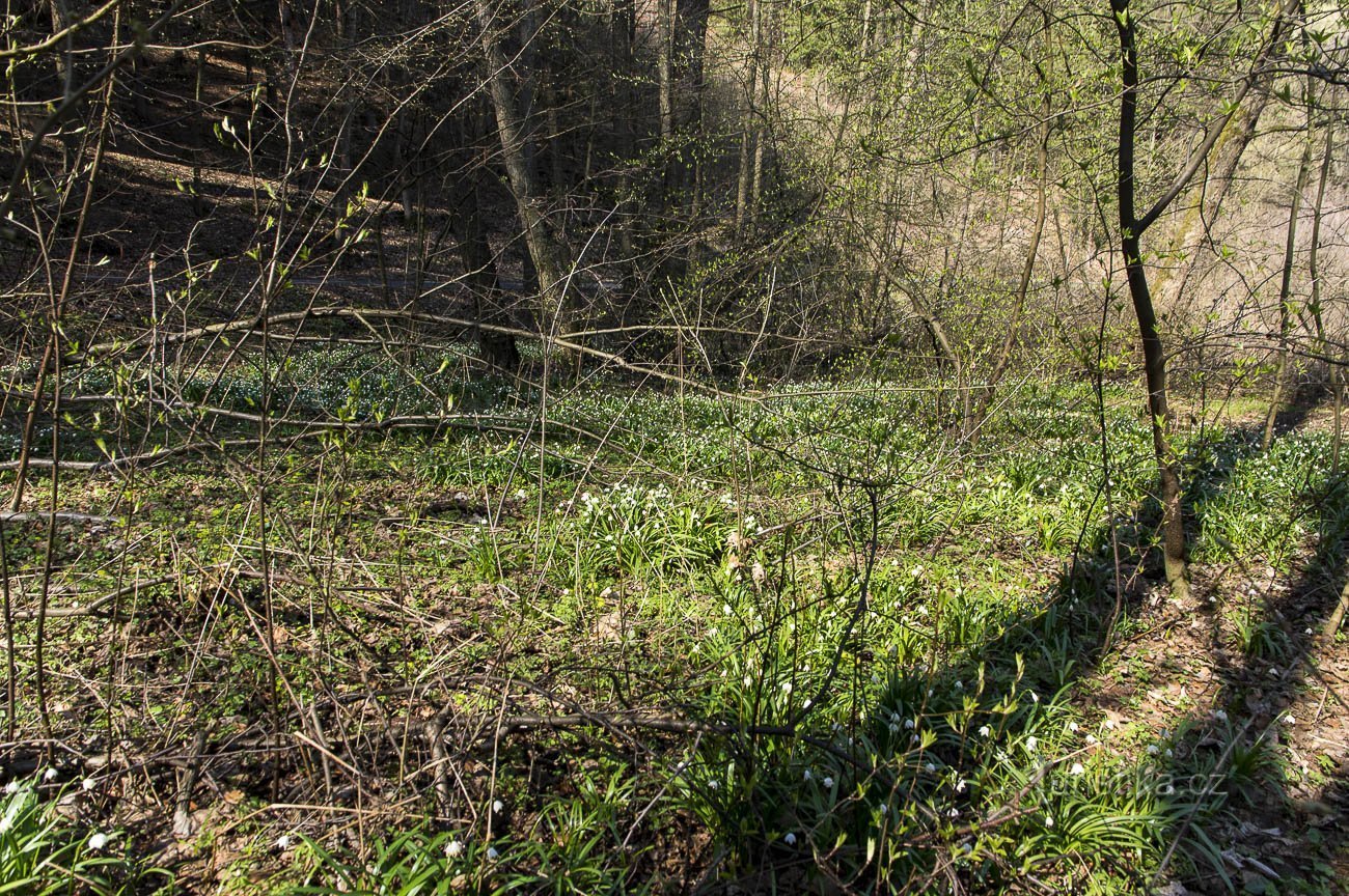 Bledule sous Drozdovská Pila