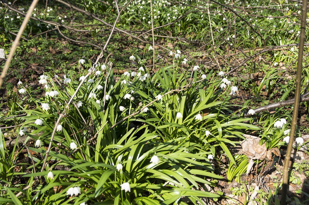 Bledule sous Drozdovská Pila