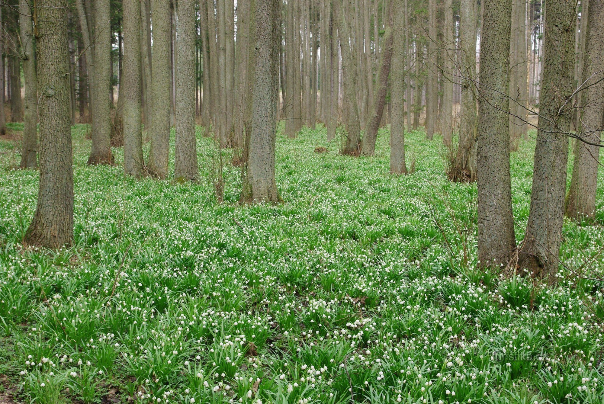 Bledule in de els aan de Jechowické-stroom