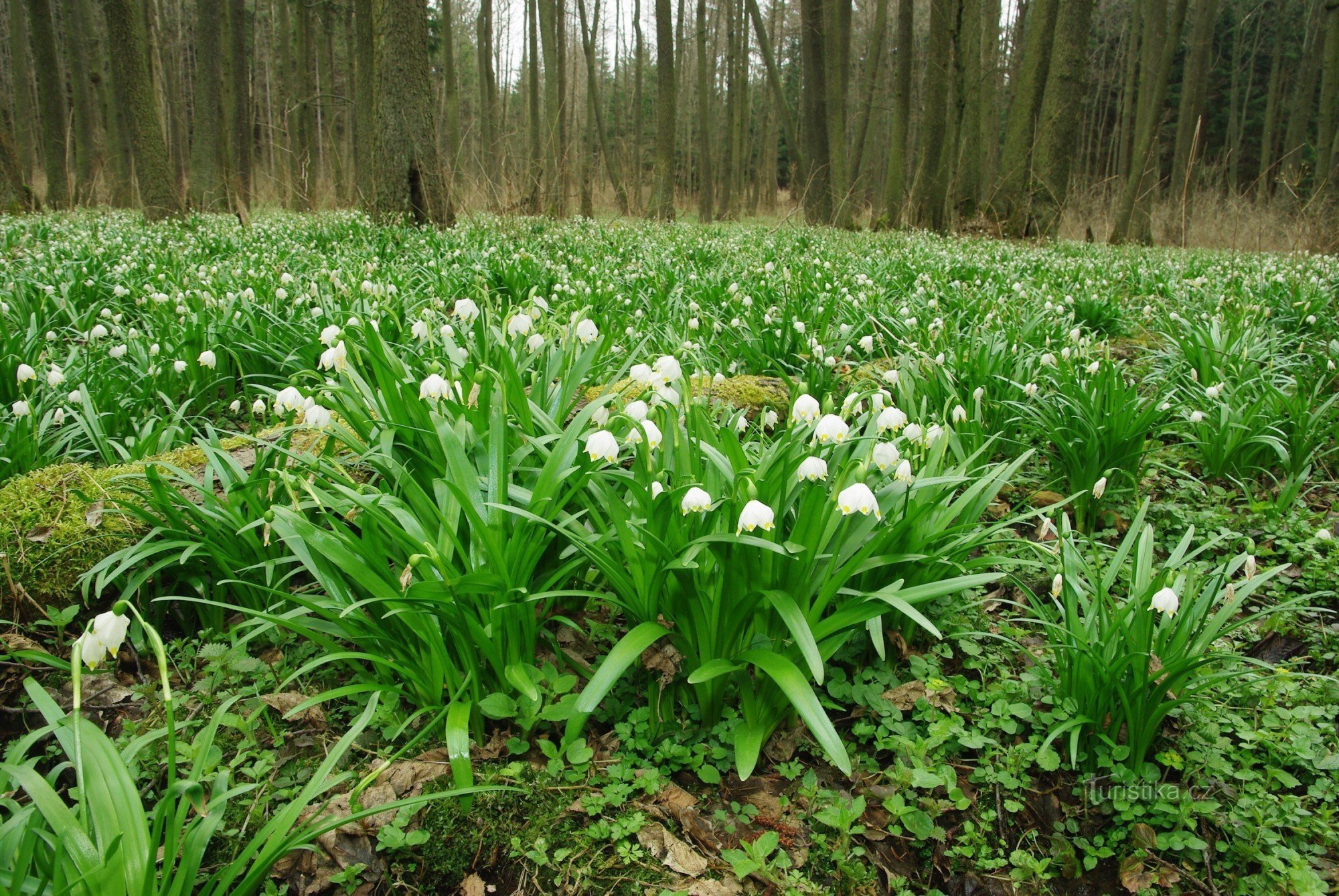 Bledule in der Erle am Bach Jechowické