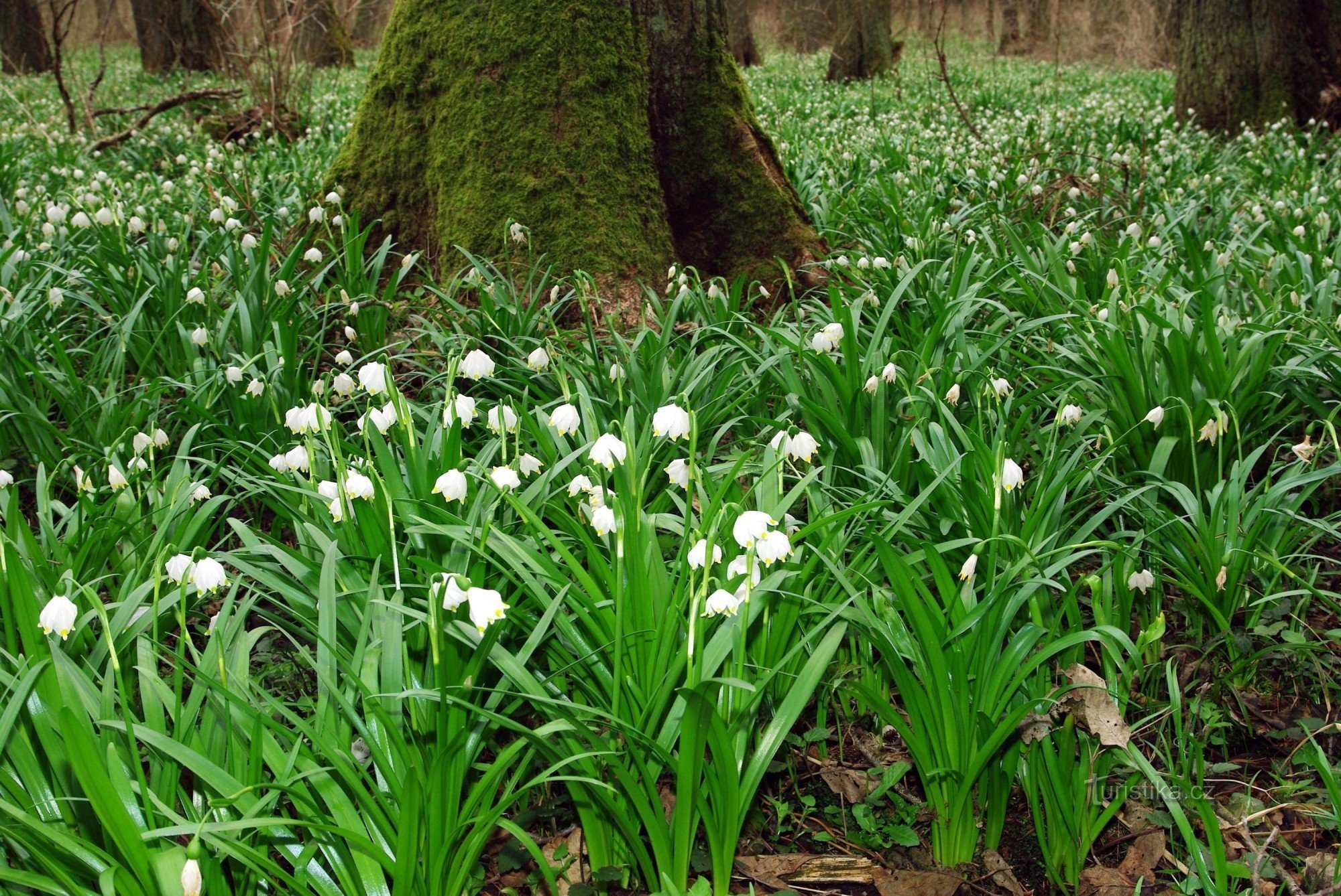 Bledule in der Erle am Bach Jechowické