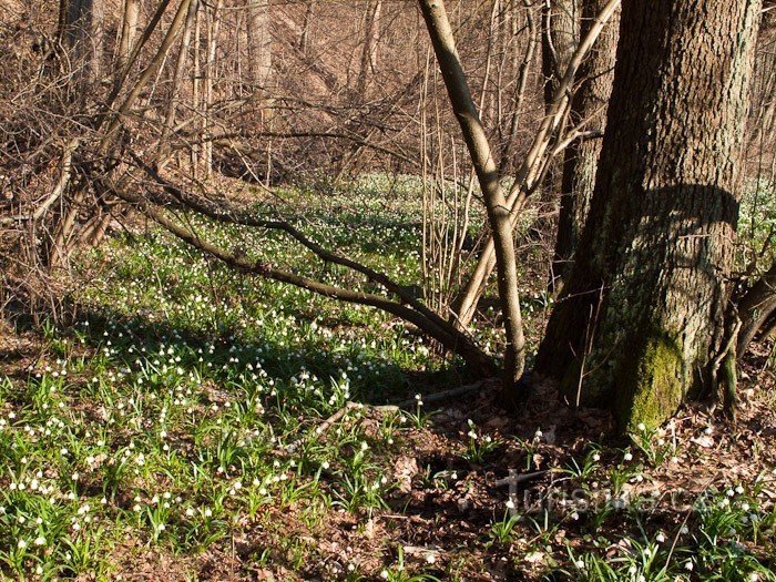 Pâle dans les sous-bois