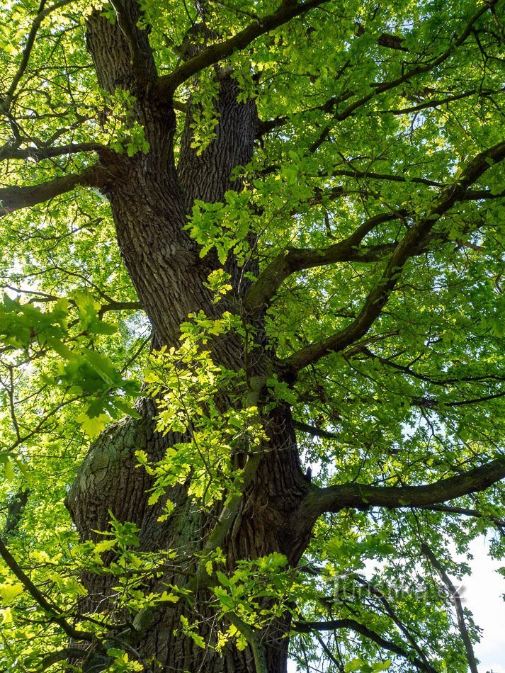 Bludov – Chêne d'été à l'entrée du parc