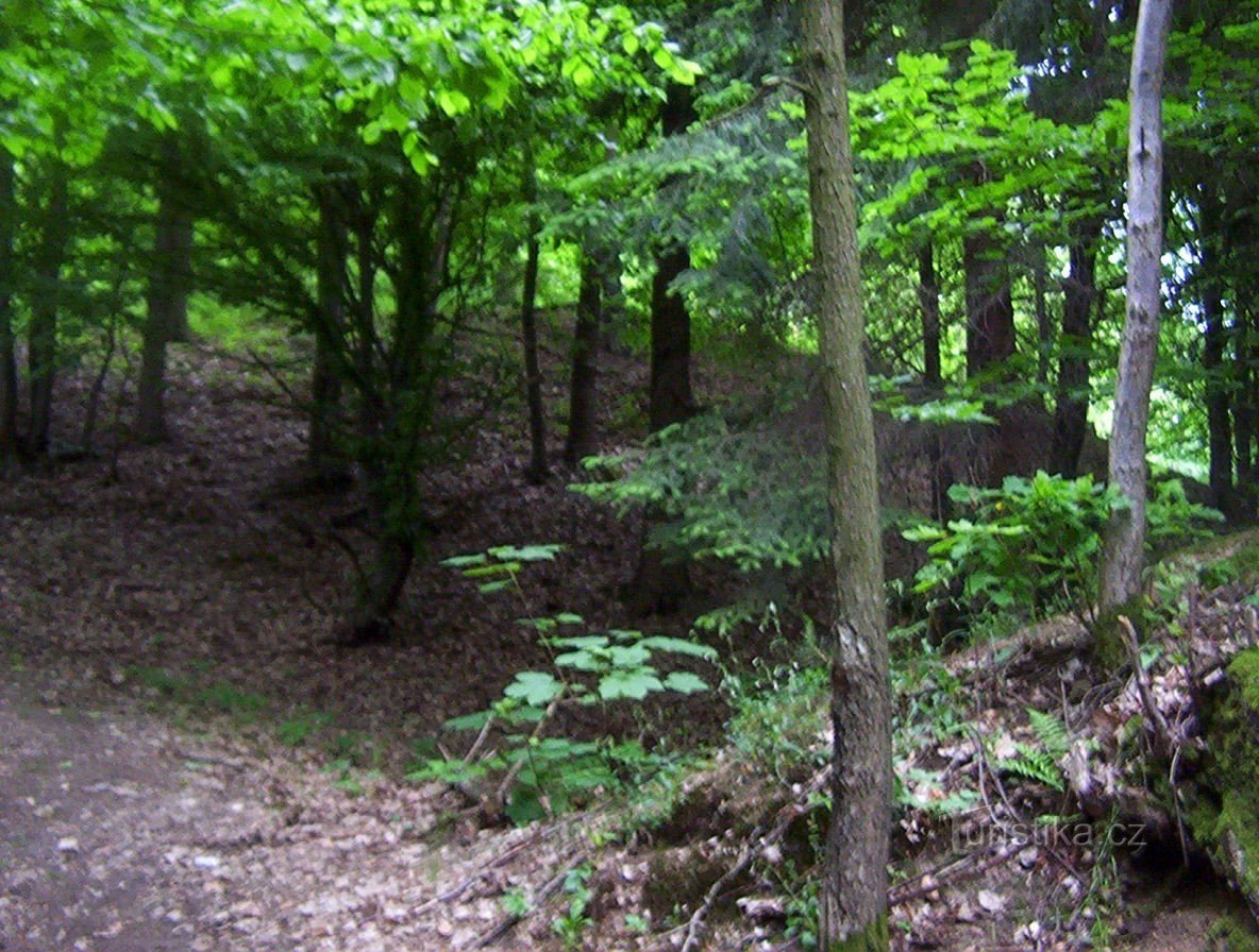 Bludov-hrad-příkop a val z pěšinky k jádru hradu-Foto:Ulrych Mir.