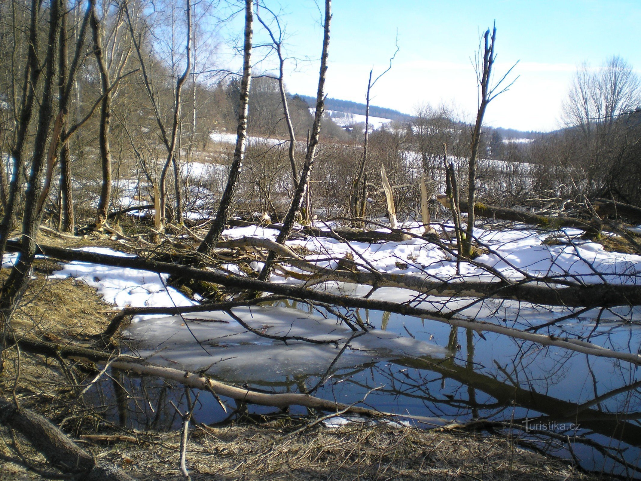 Beaver home